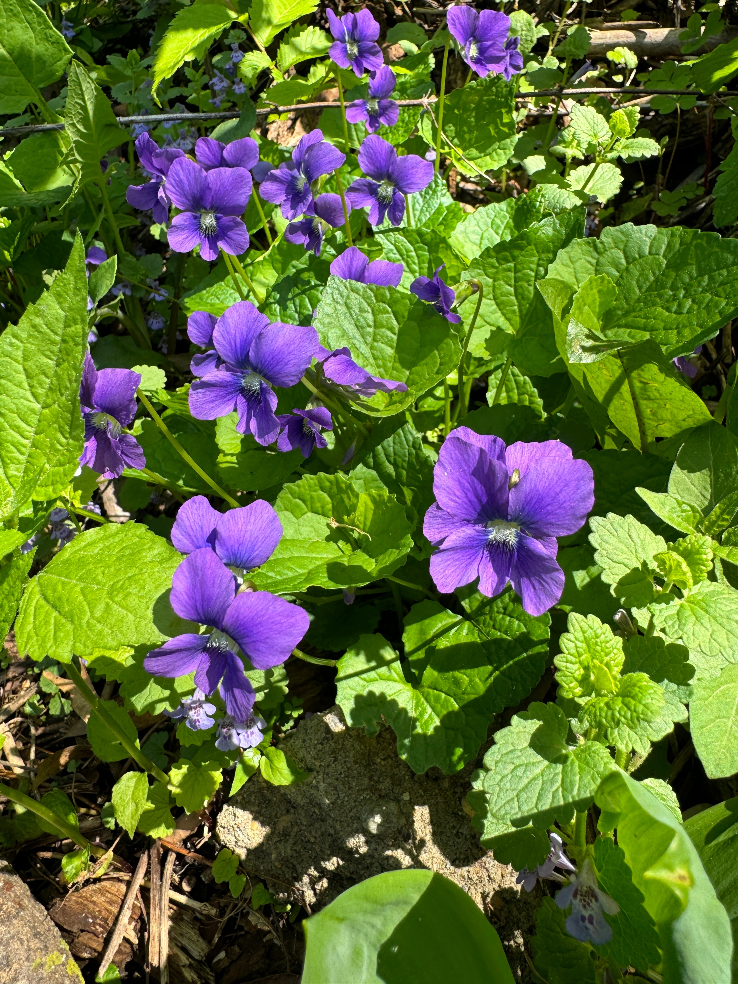 Common Blue Violet – Northern Holler, LLC