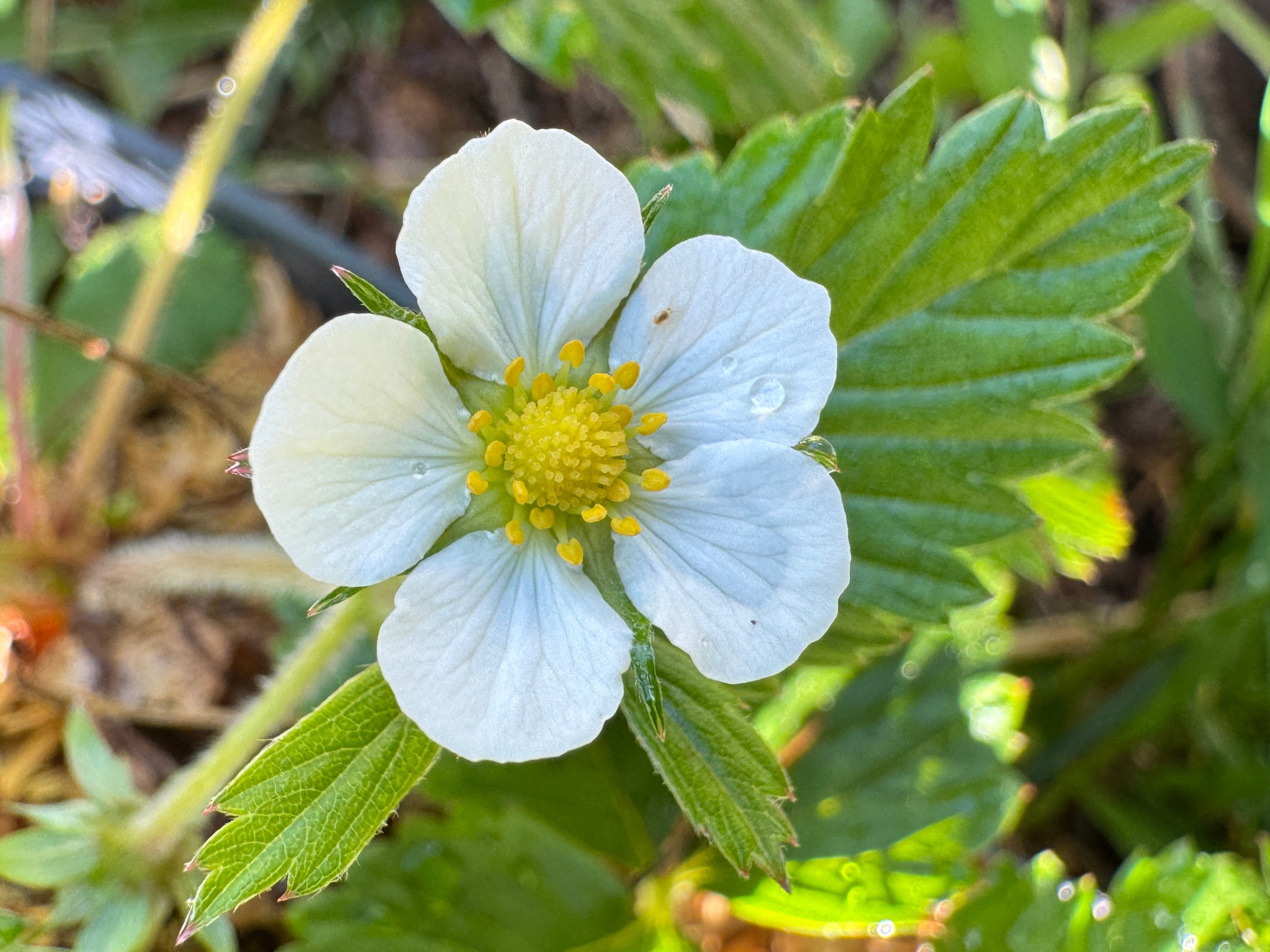 Edible Plants