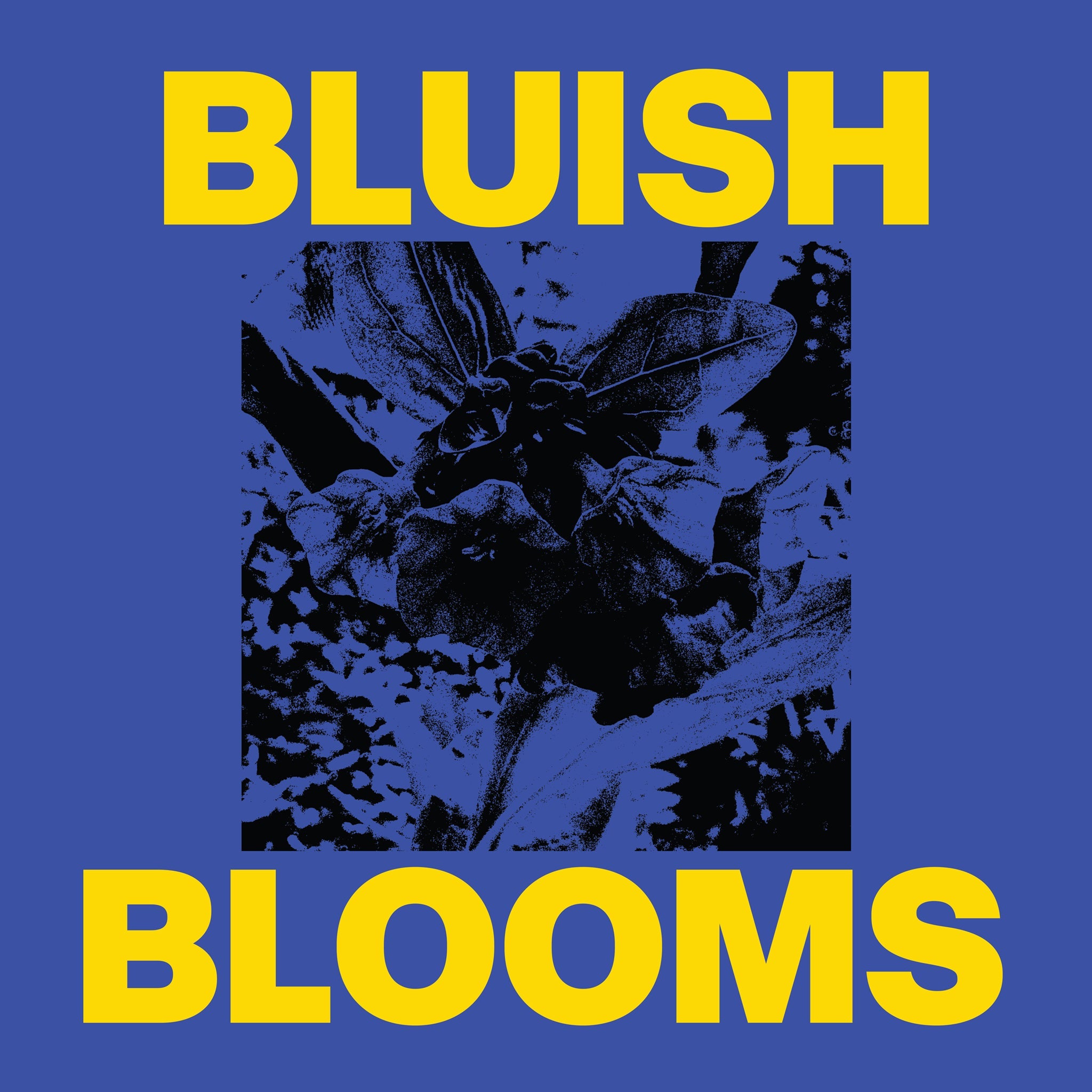Bluish Blooms
