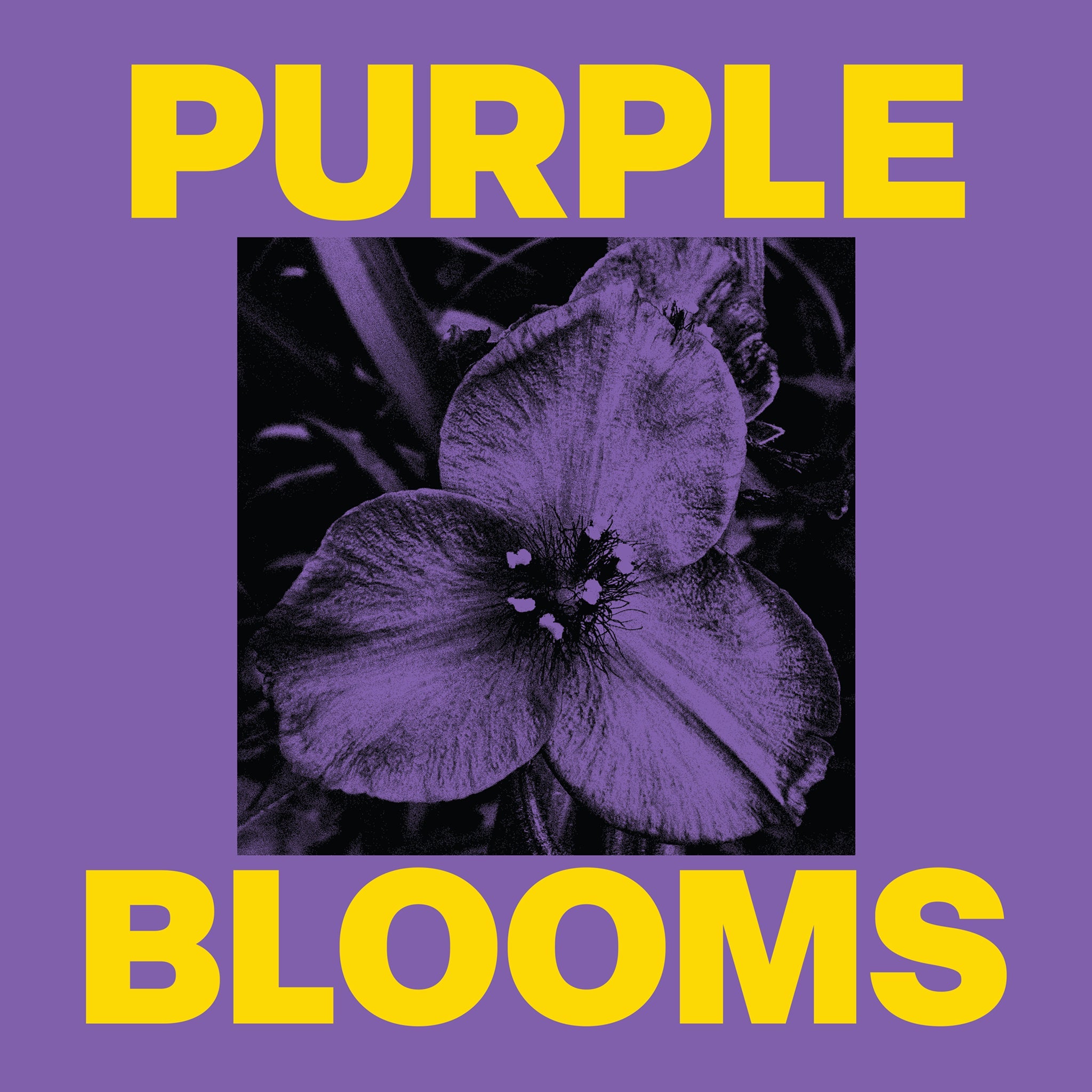 Purple Blooms