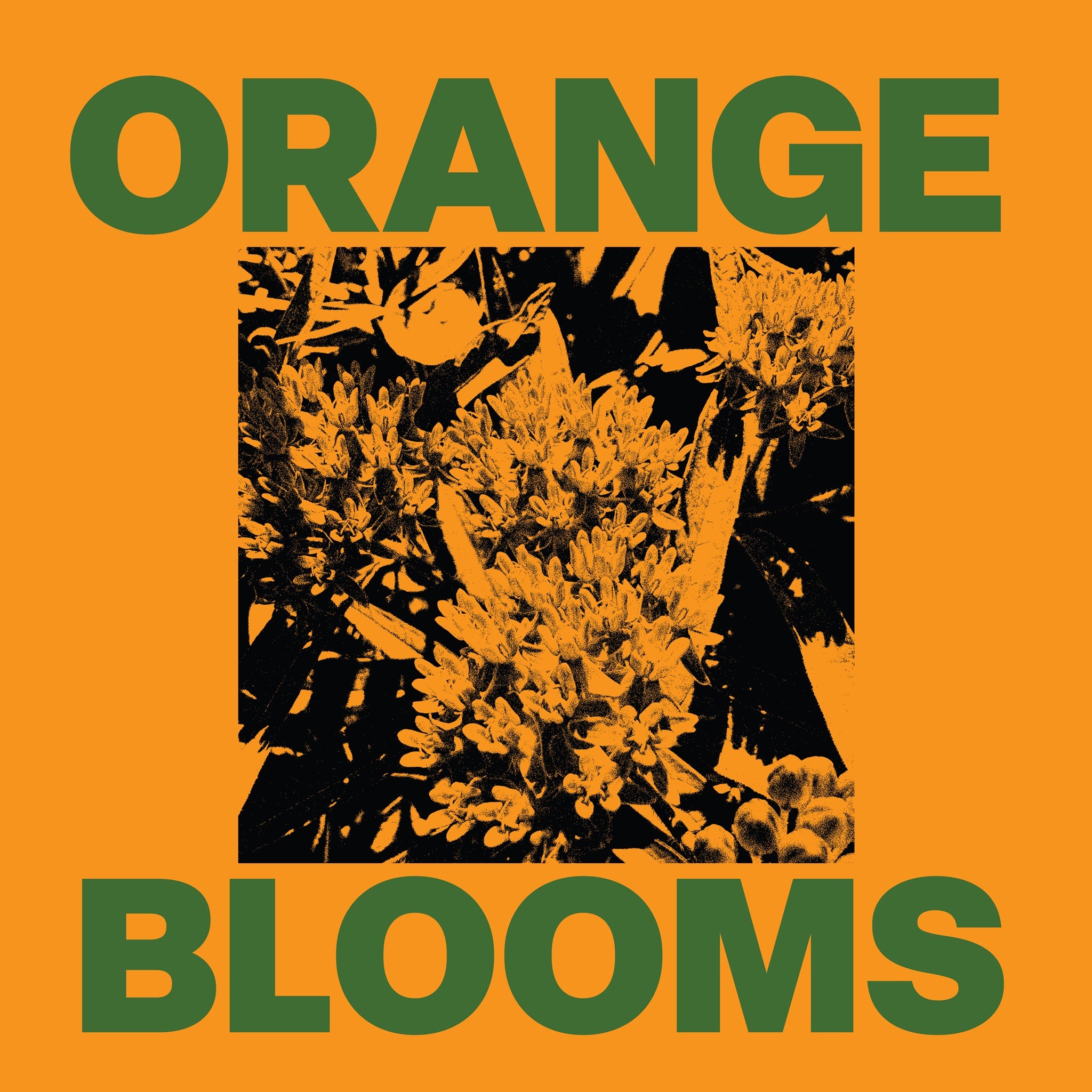 Orange Blooms
