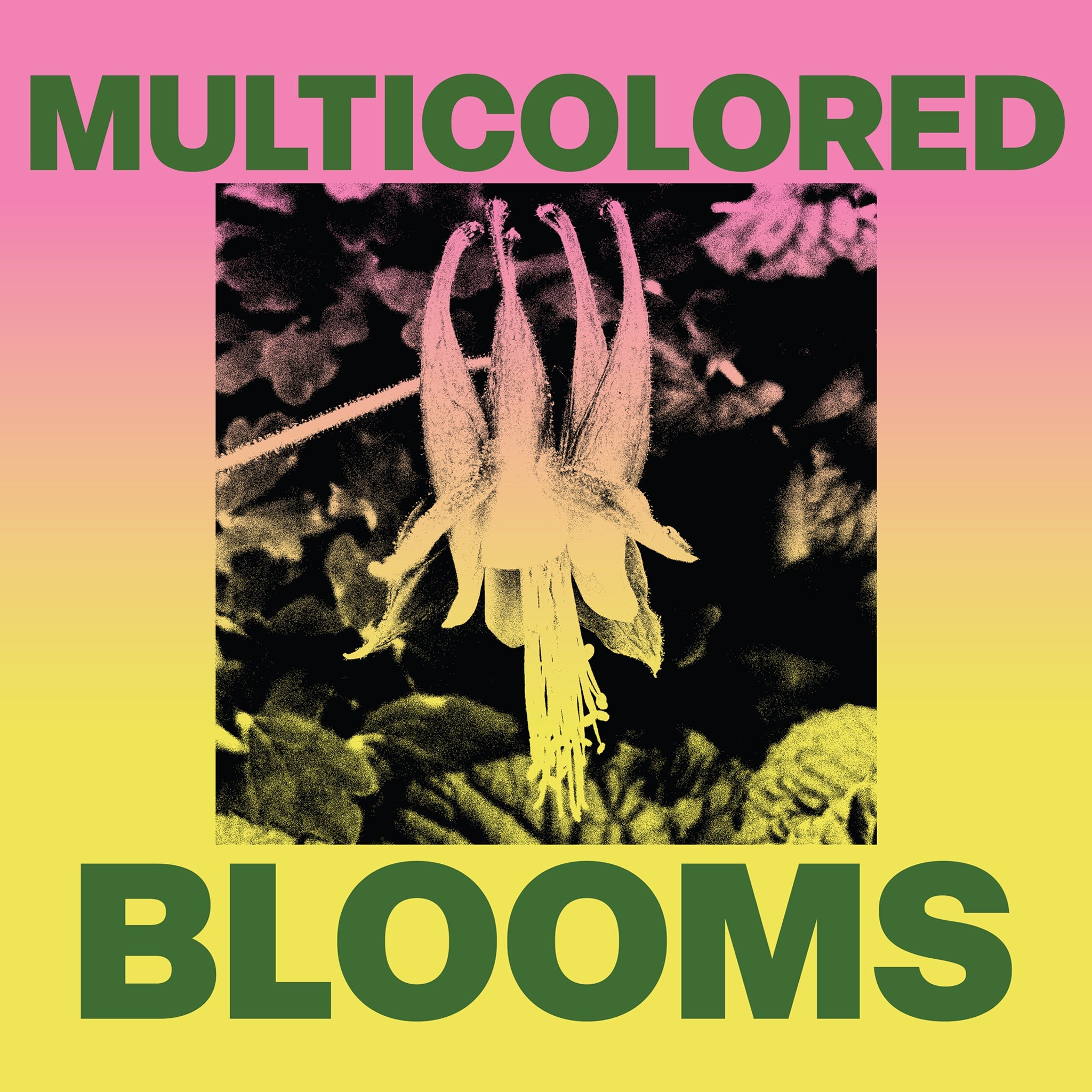 Multicolored Blooms