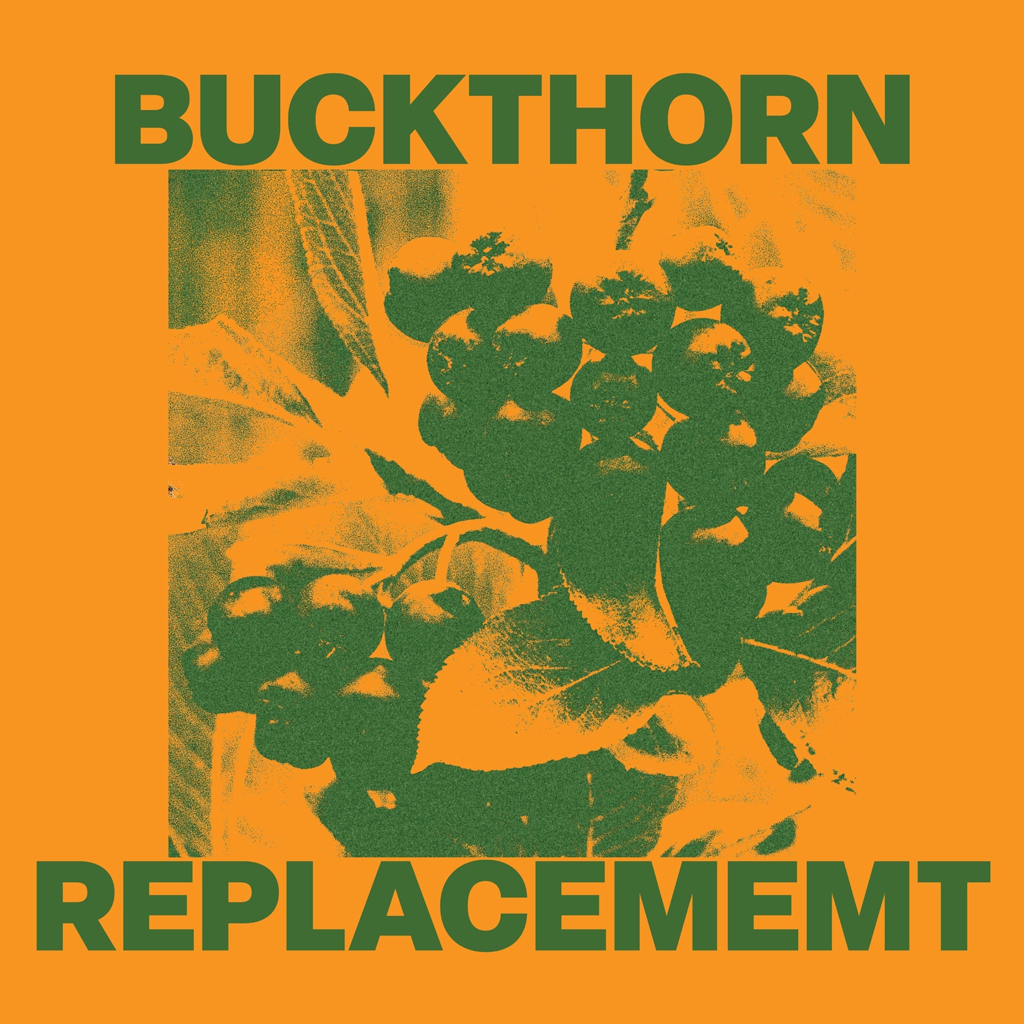 Buckthorn Replacements