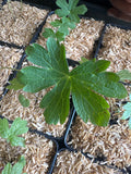Wild Geranium (Geranium Maculatum)
