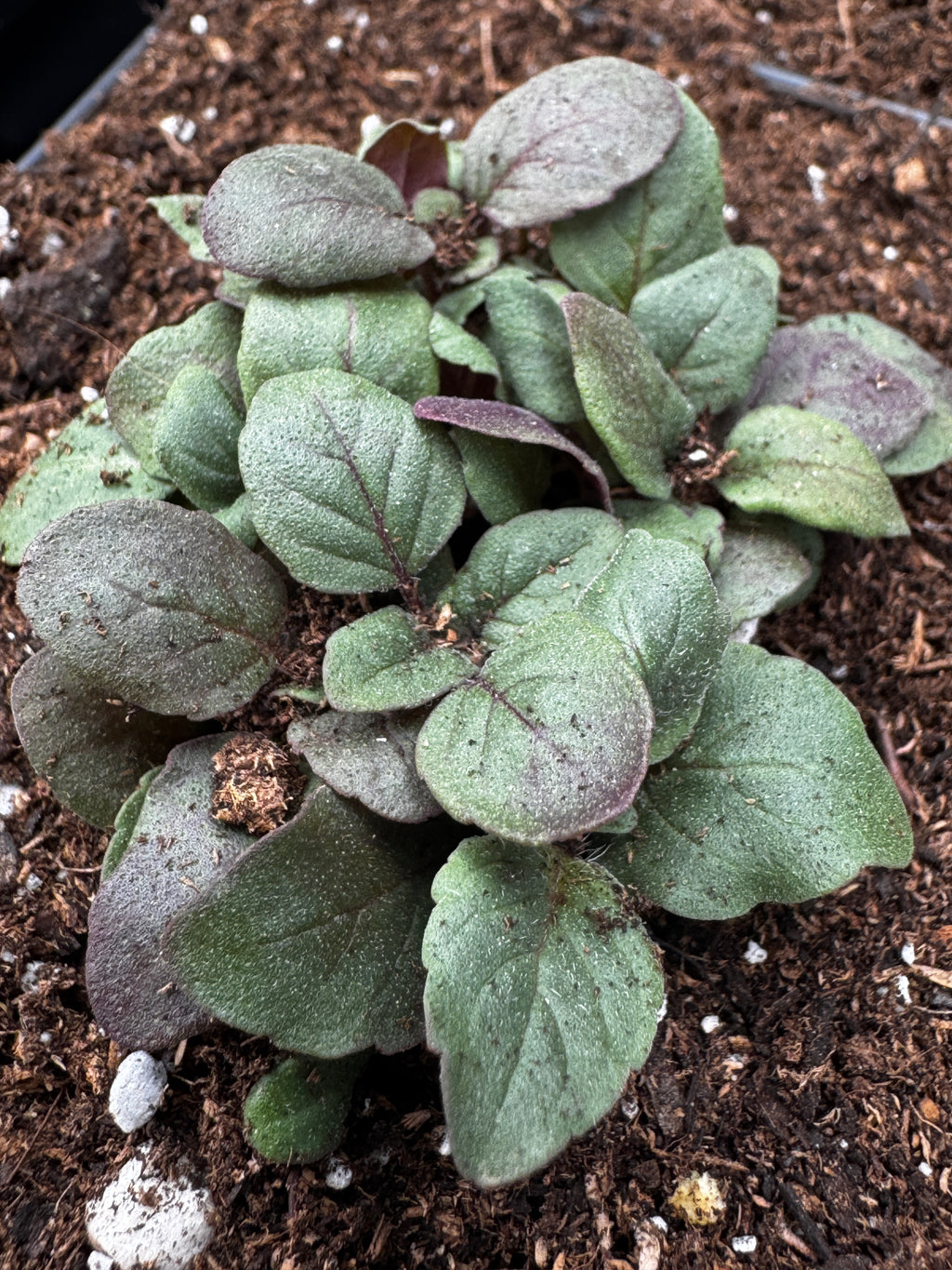 Lemon Beebalm (Monarda citriodora)
