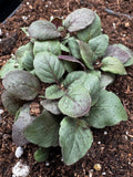 Lemon Beebalm (Monarda citriodora)