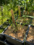 Sweet Grass (Anthoxanthum Hirtum)
