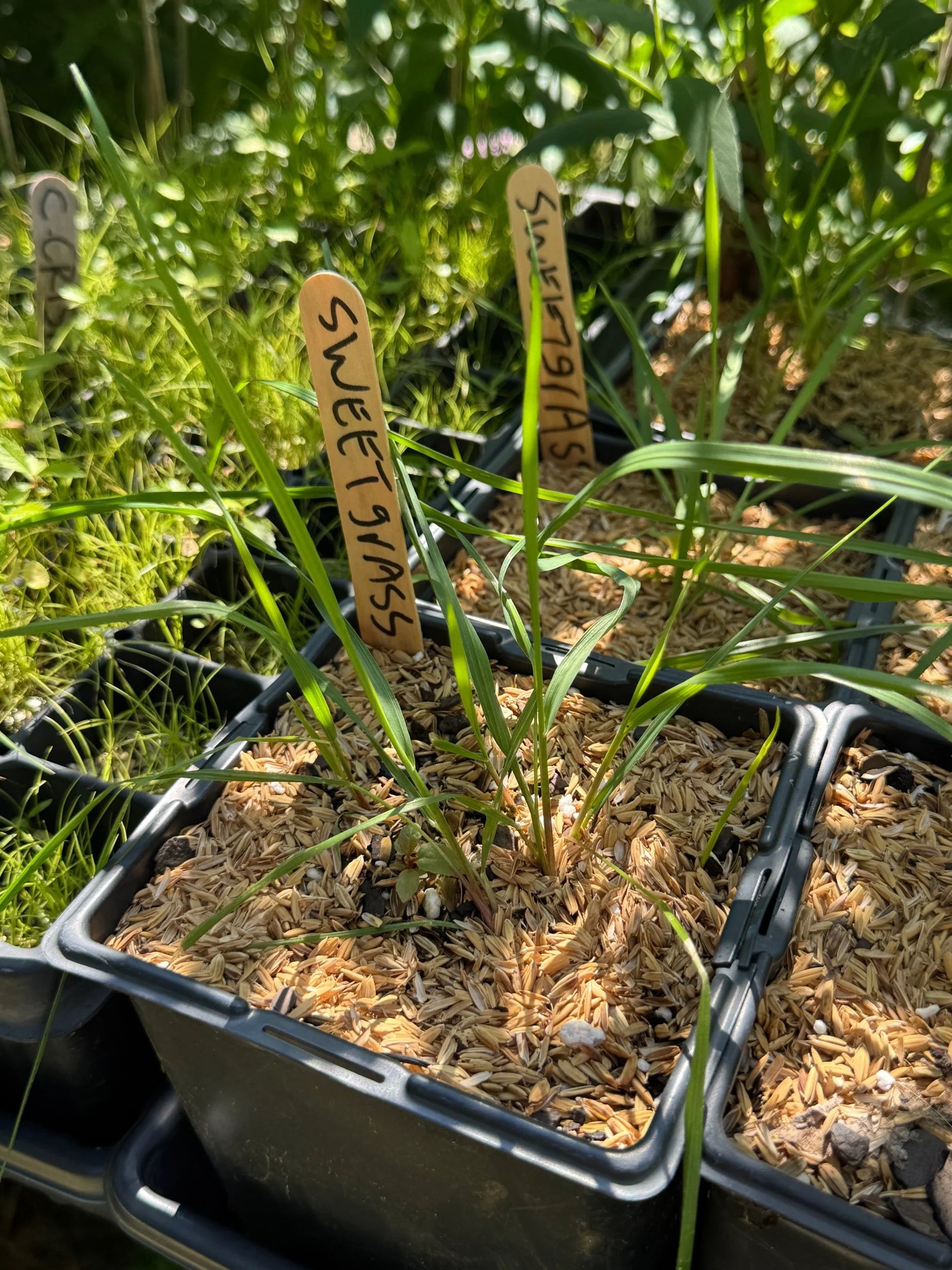 Sweet Grass (Anthoxanthum Hirtum)