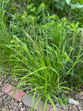 Short’s Sedge (Carex shortiana)