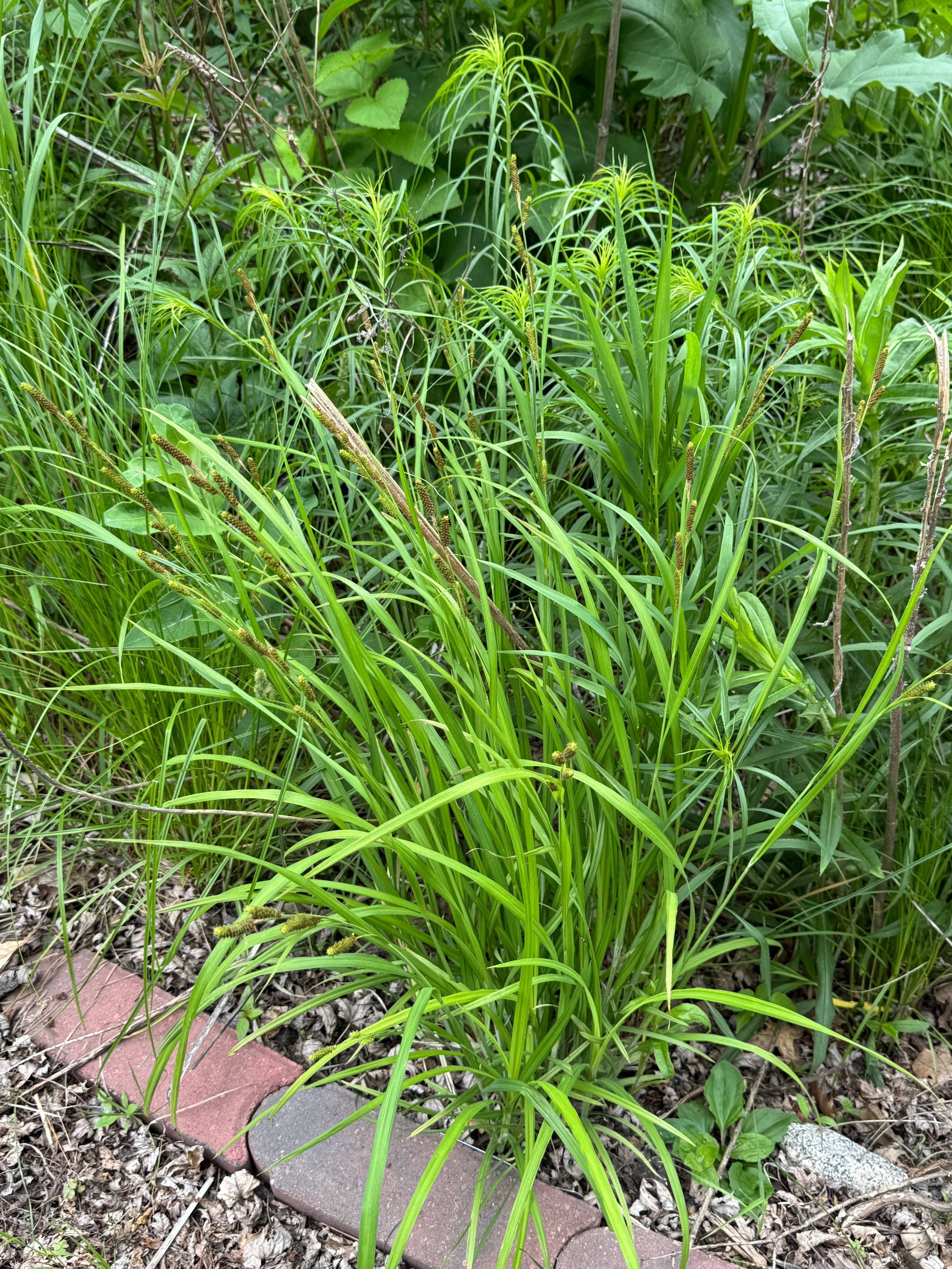 Short’s Sedge (Carex shortiana)