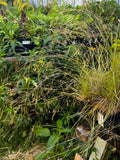 Tufted hairgrass (Deschampsia cespitosa)