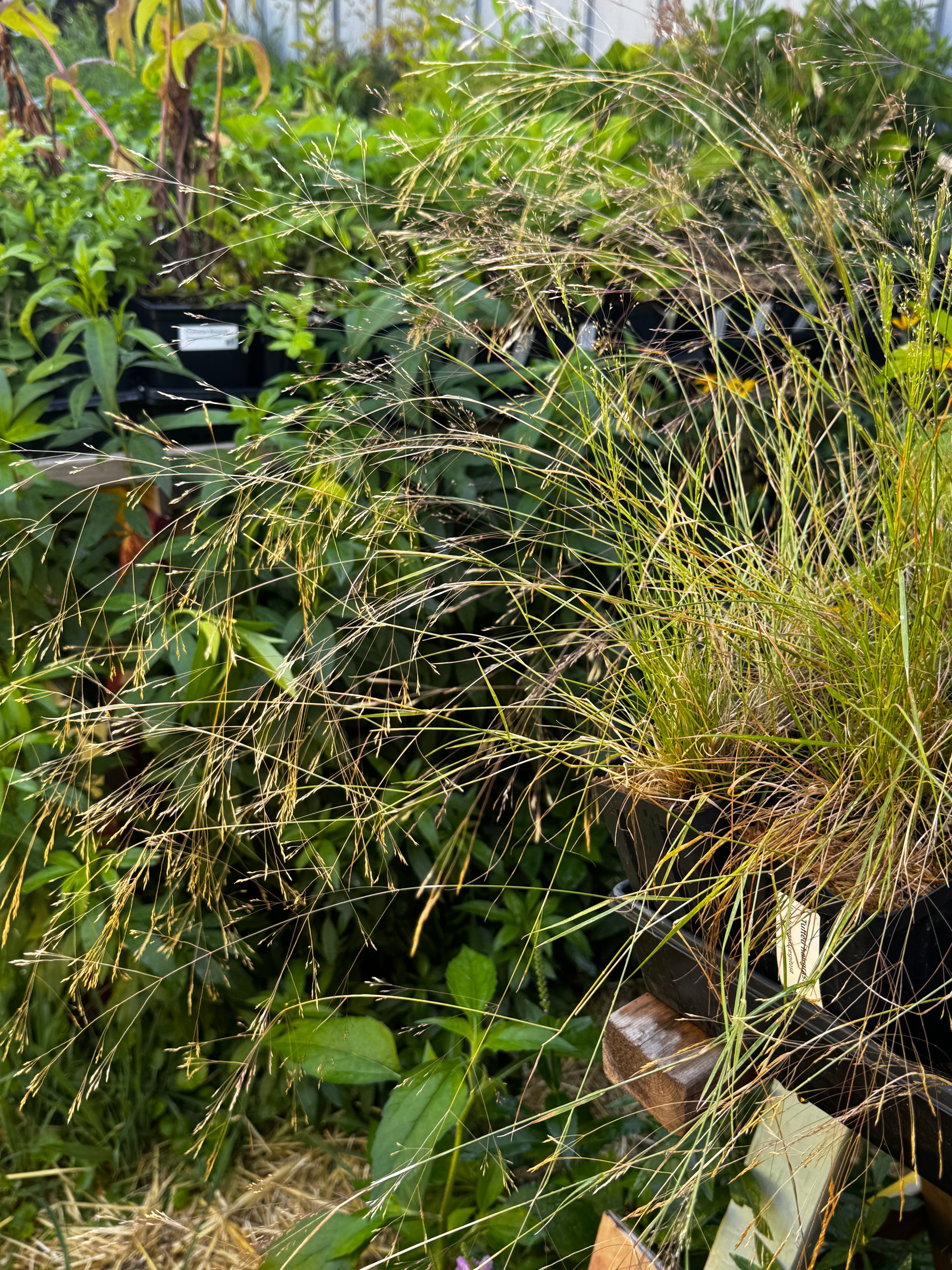 Tufted hairgrass (Deschampsia cespitosa)