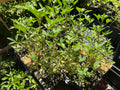 Rocky Mountain Bee Plant (Peritoma Serrulata)