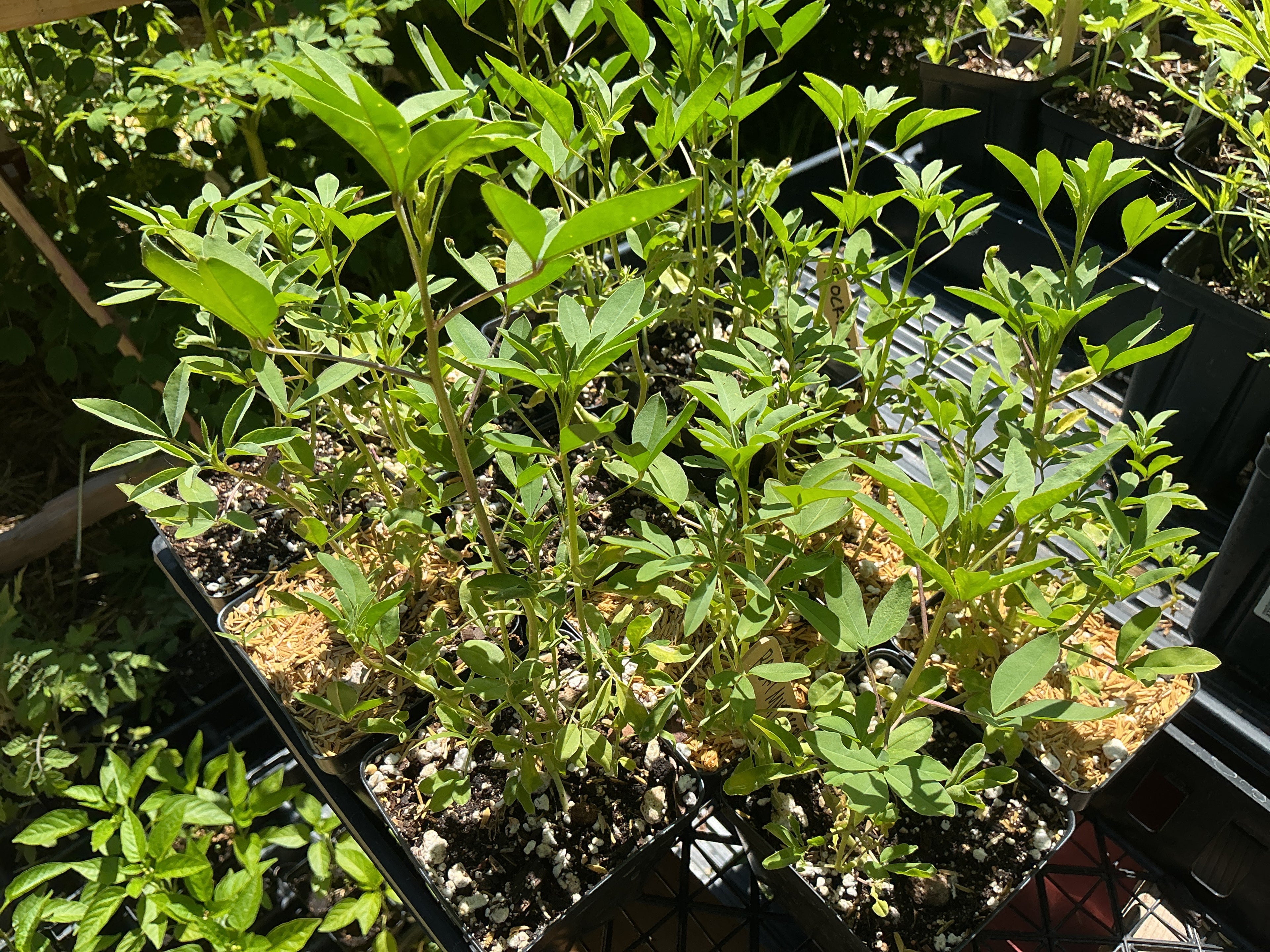 Rocky Mountain Bee Plant (Peritoma Serrulata)