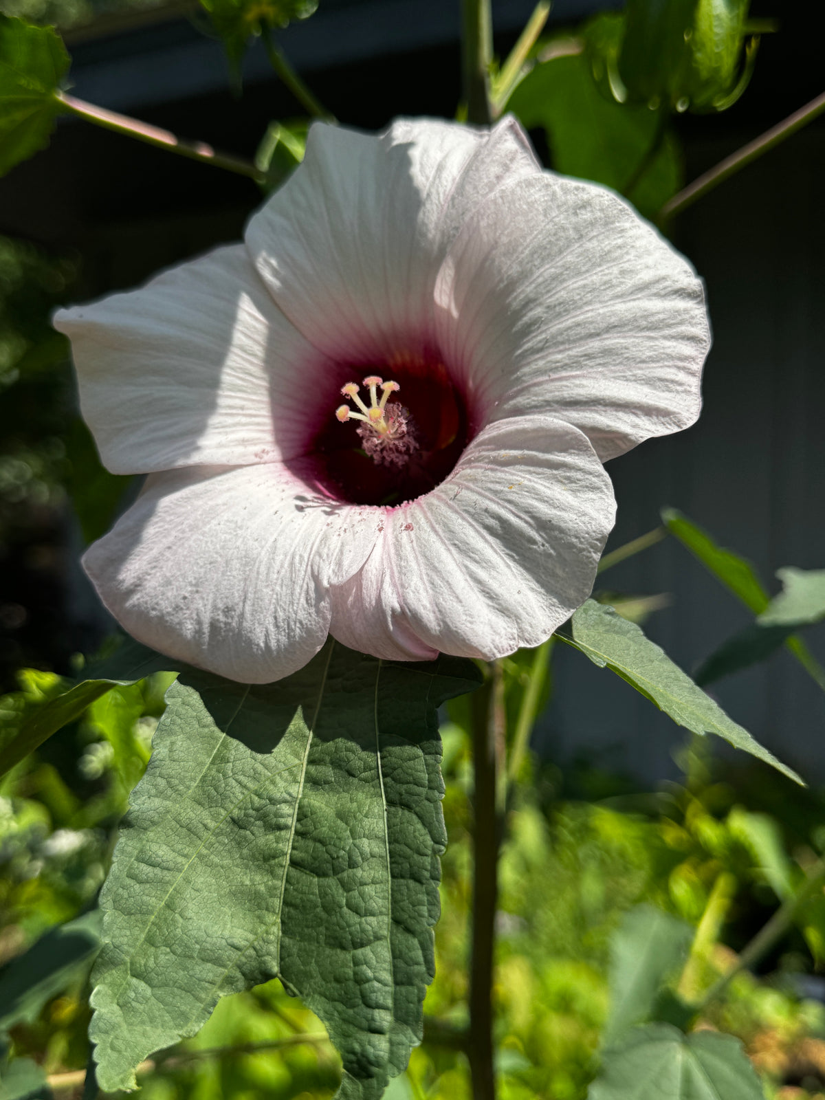 Rose Mallow (Hibiscus laevis)