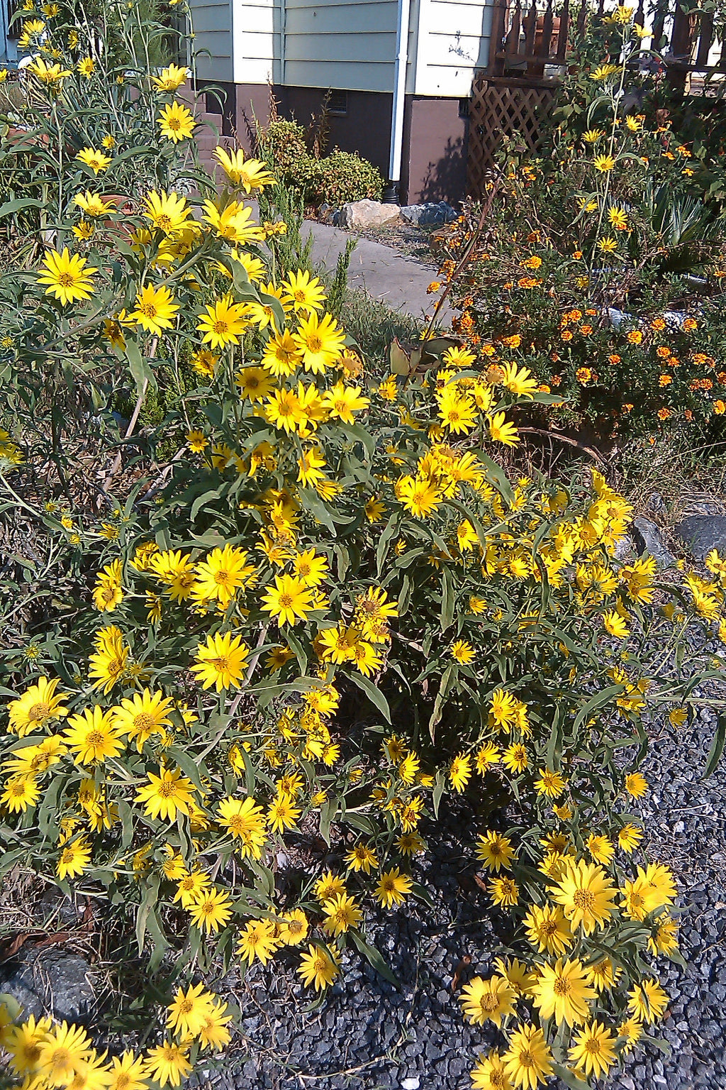 Maximilian Sunflower (Helianthus Maximiliani)