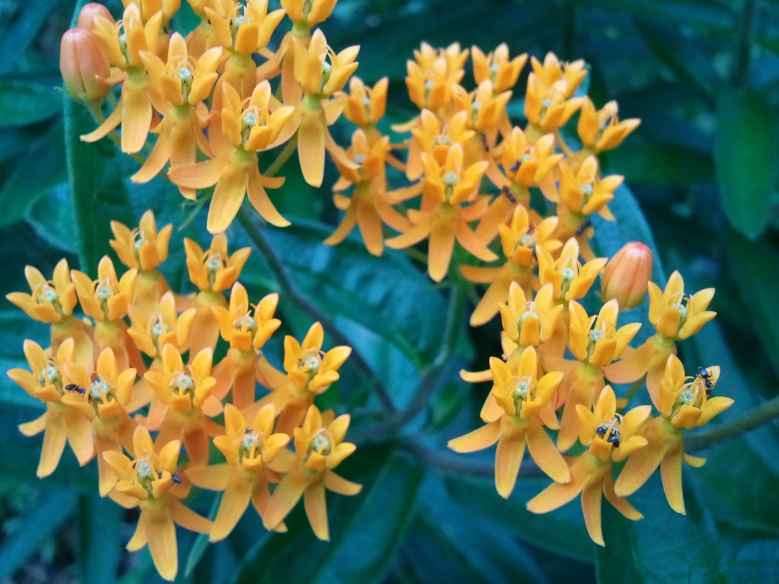 Butterfly Milkweed (Asclepias Tuberosa)