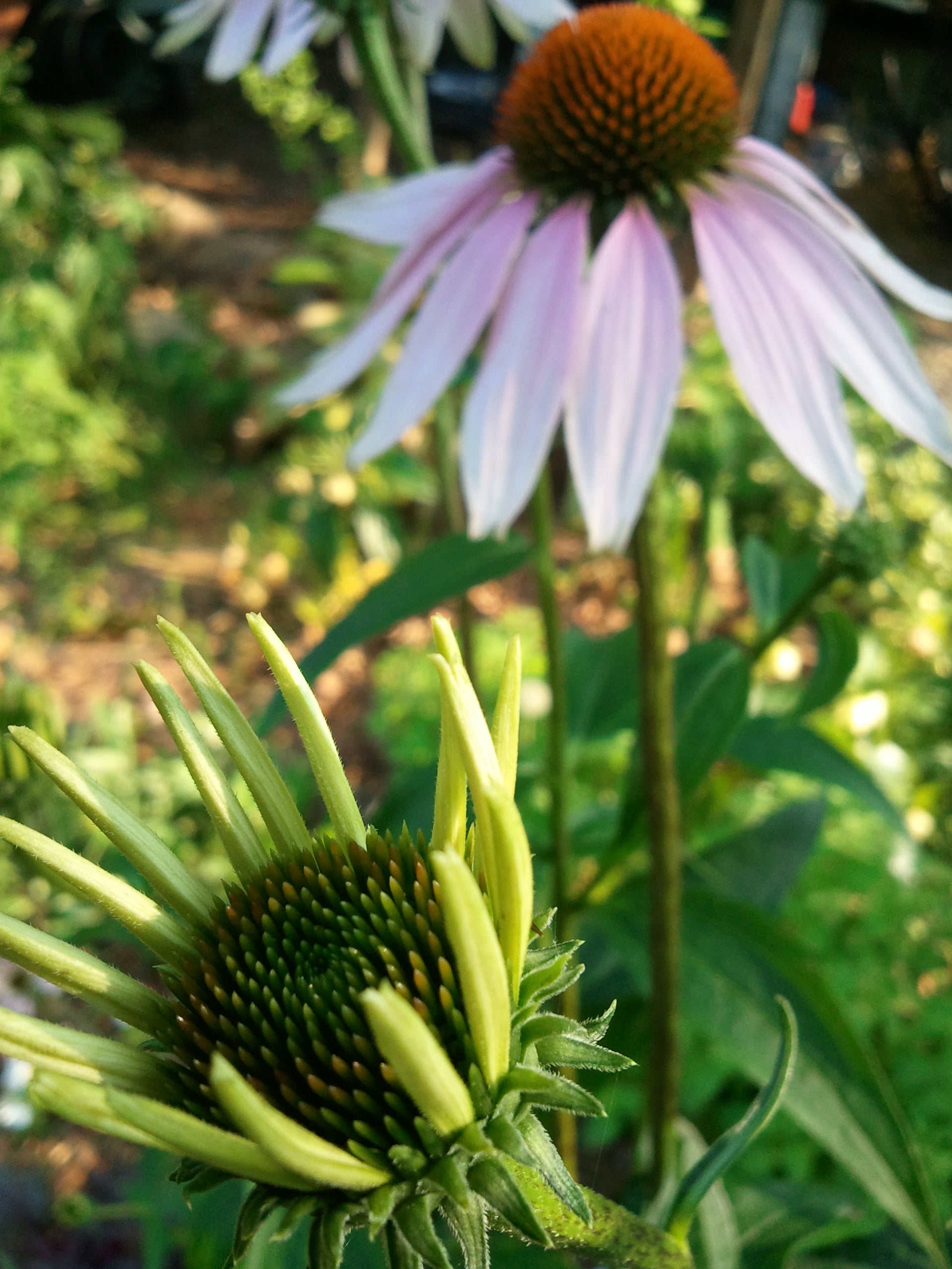 Eastern Purple Coneflower (Echinacea Purpurea)