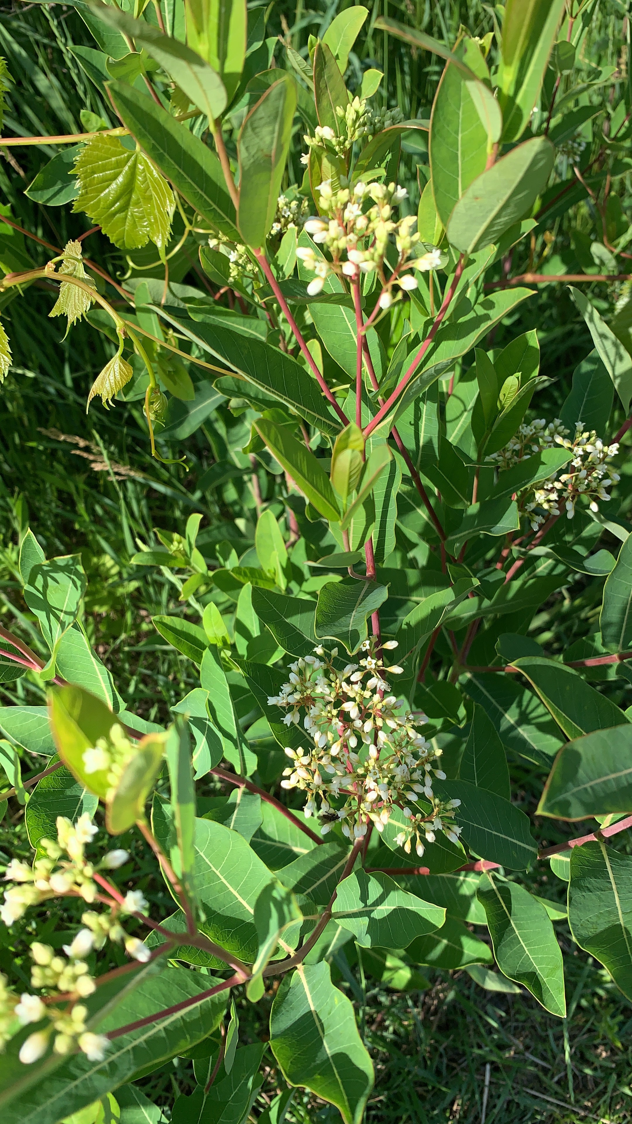 Hemp Dogbane (Apocynum cannabinum)