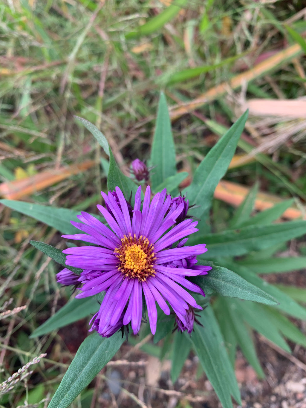 New England Aster (Symphyotrichum Novae-Angliae)