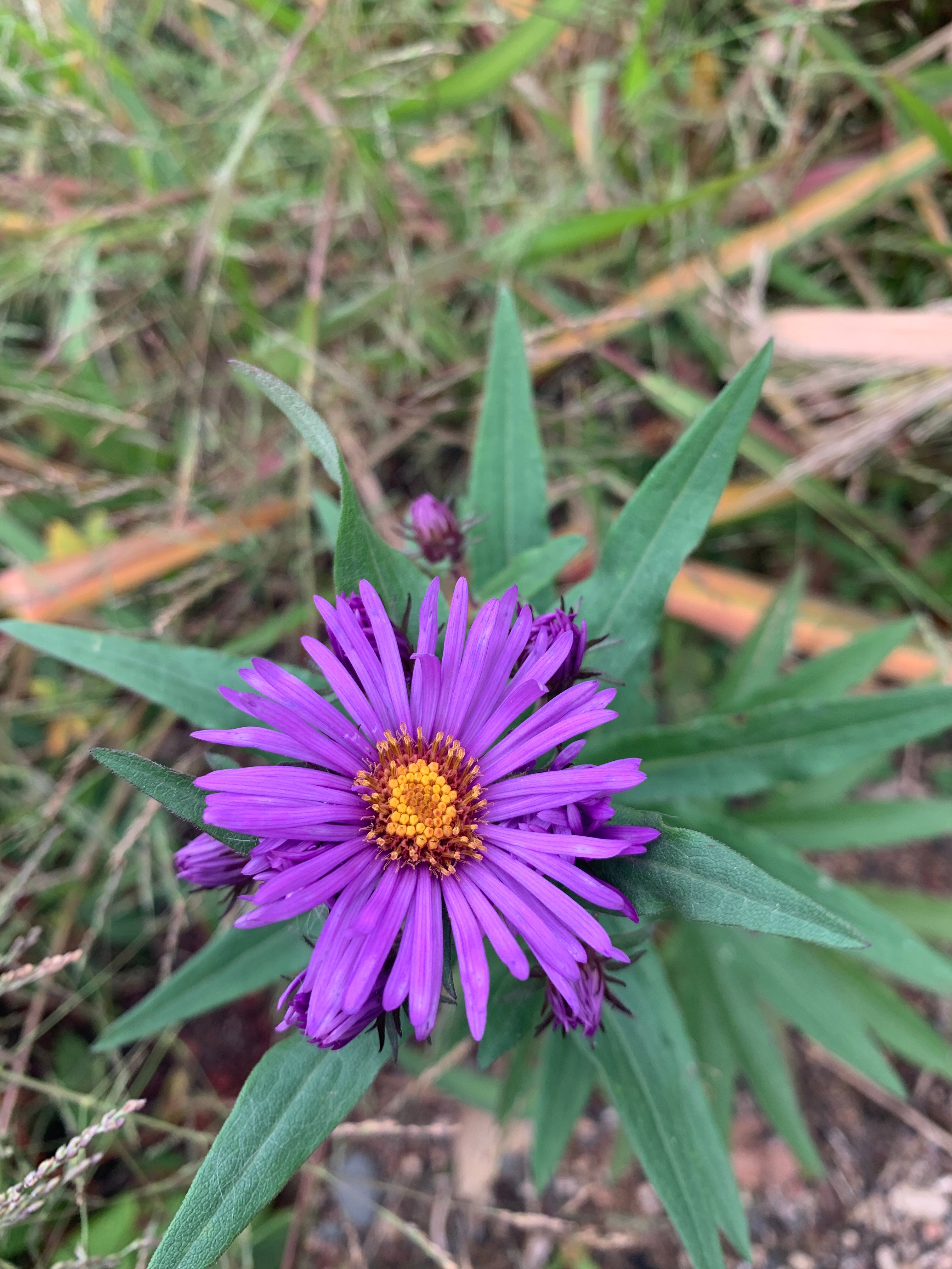 New England Aster (Symphyotrichum Novae-Angliae)