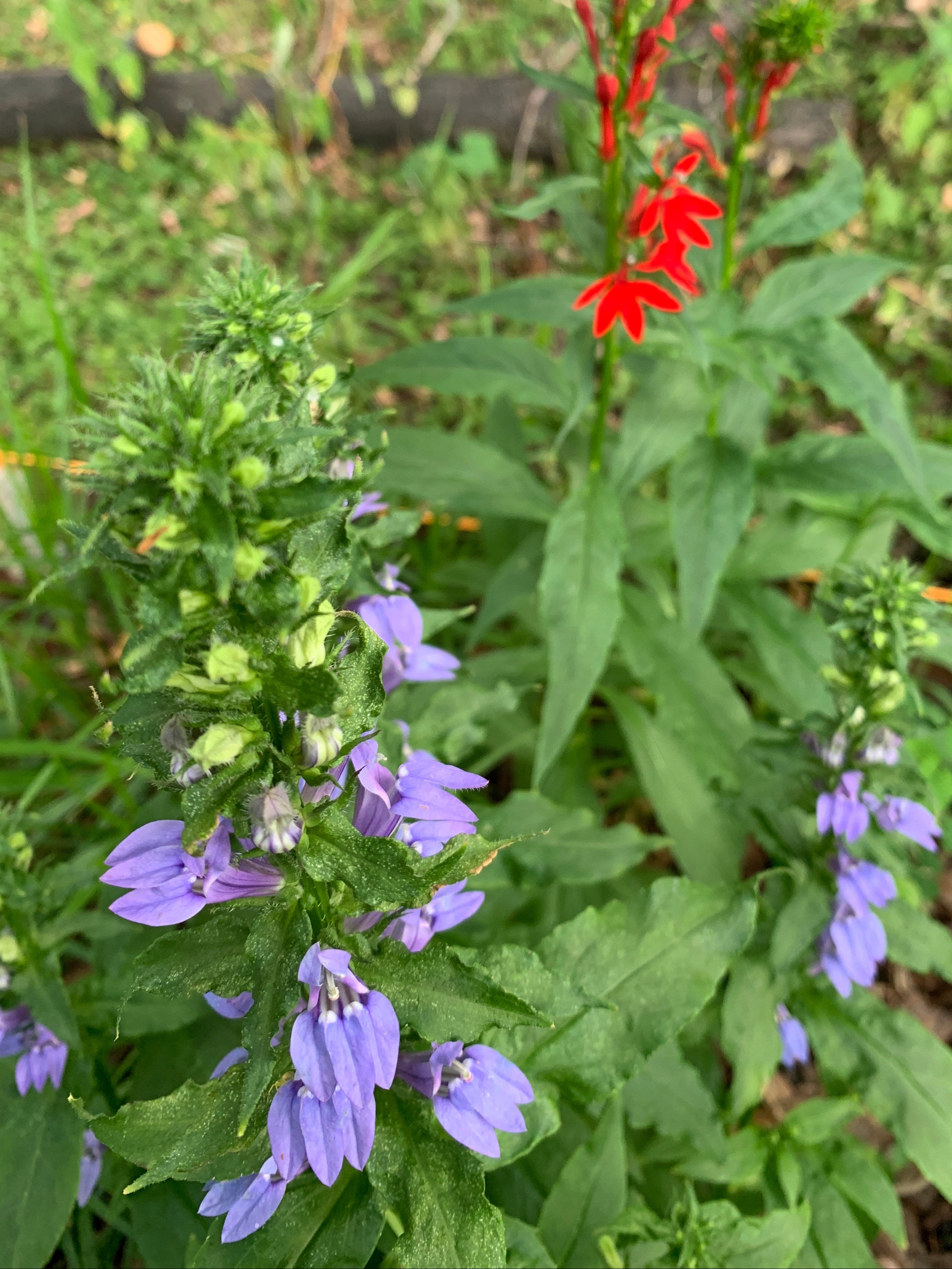 Blue lobelia (Lobelia Siphilitica)