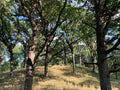 Tree branches reaching towards the sky with a grassy field below