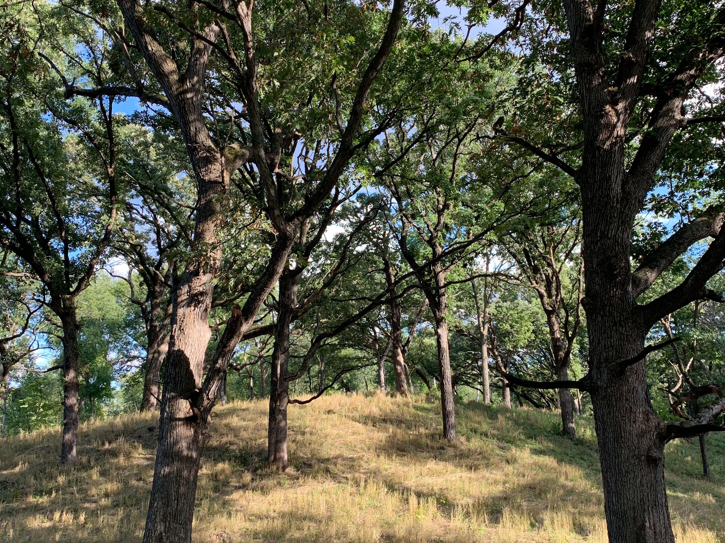 Tree branches reaching towards the sky with a grassy field below