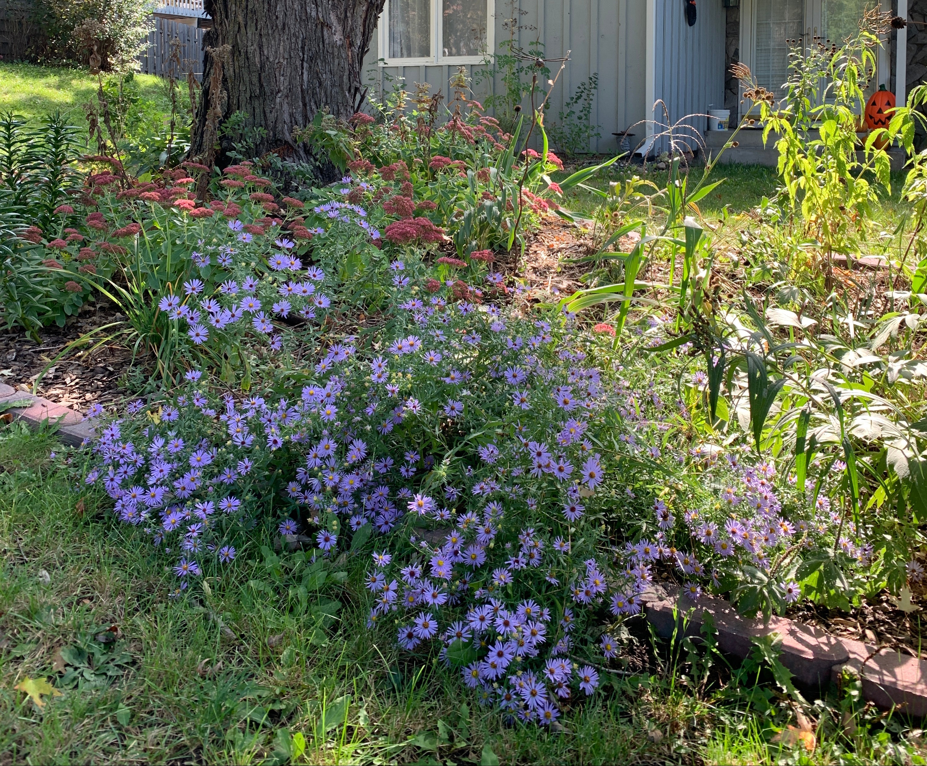 Aromatic Aster (Symphyotruchum Oblongfolium)