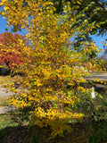 River Birch (Betula Nigra)