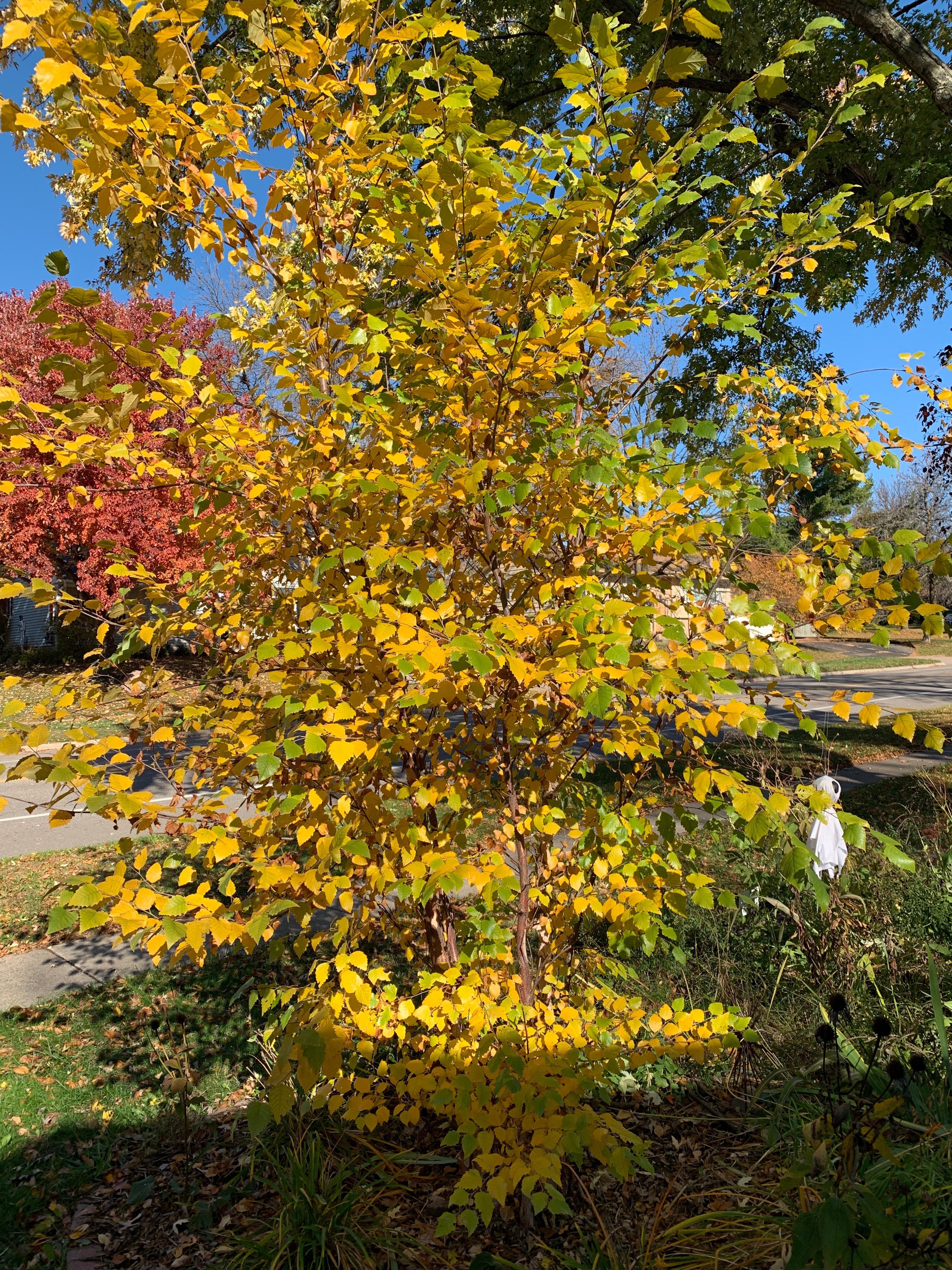 River Birch (Betula Nigra)