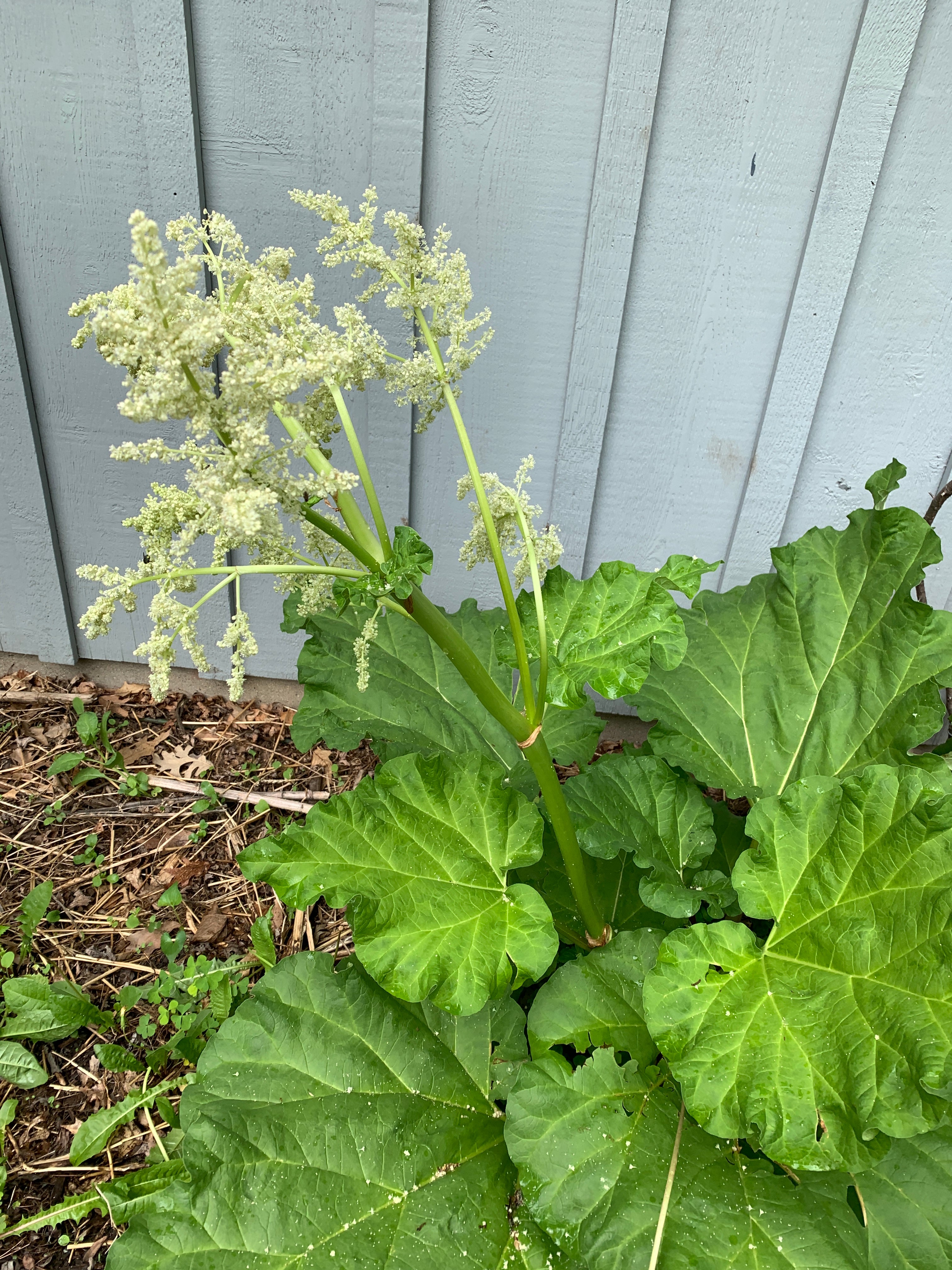 Rhubarb (Rheum × Hybridum)