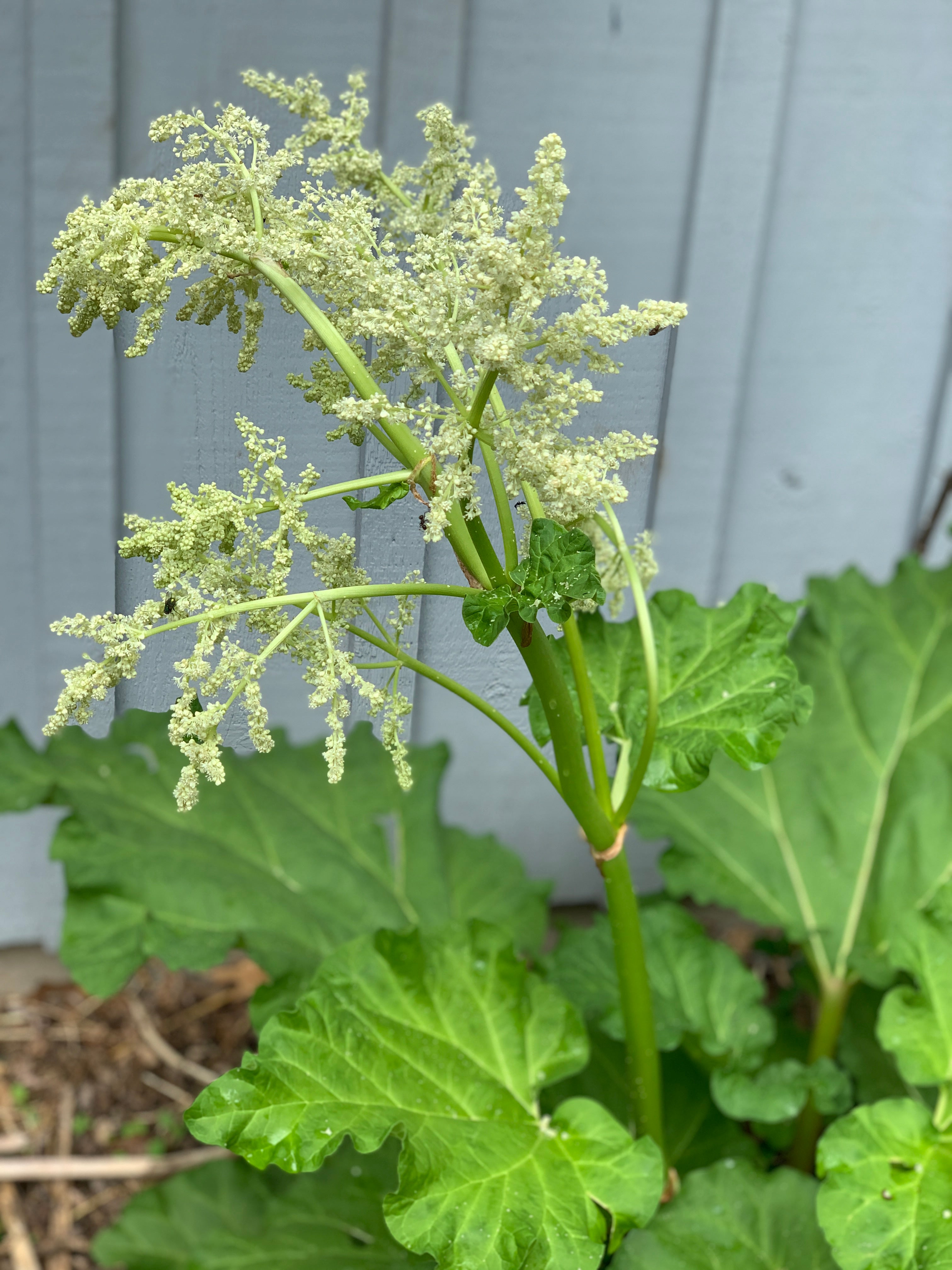 Rhubarb (Rheum × Hybridum)