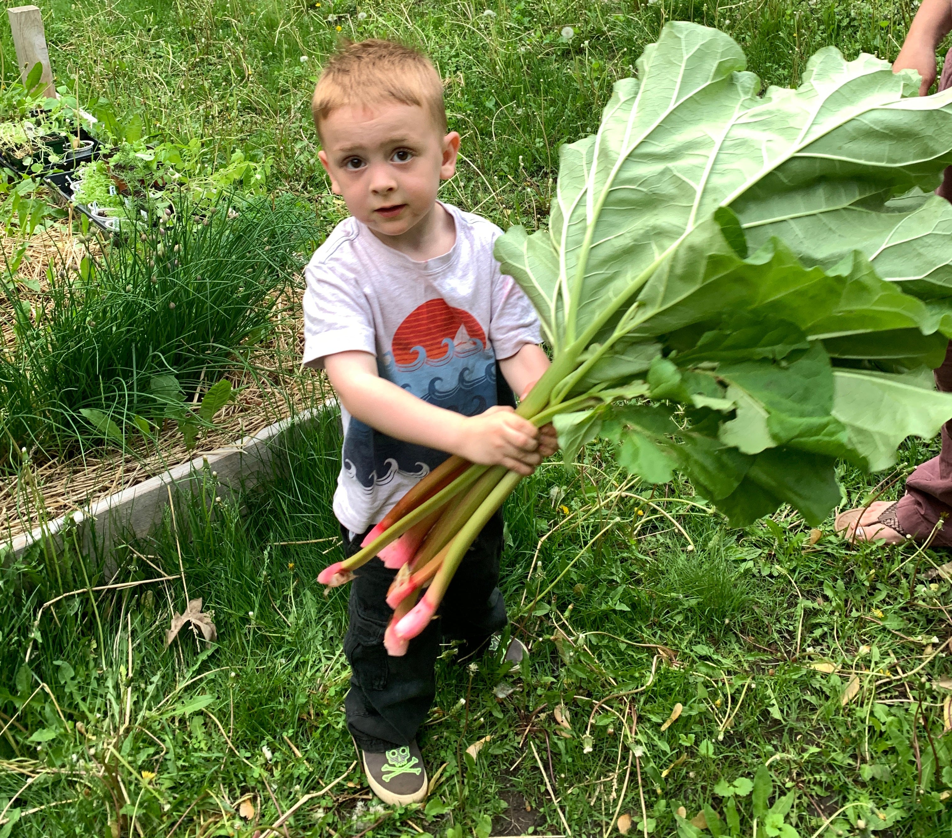 Rhubarb (Rheum × Hybridum)