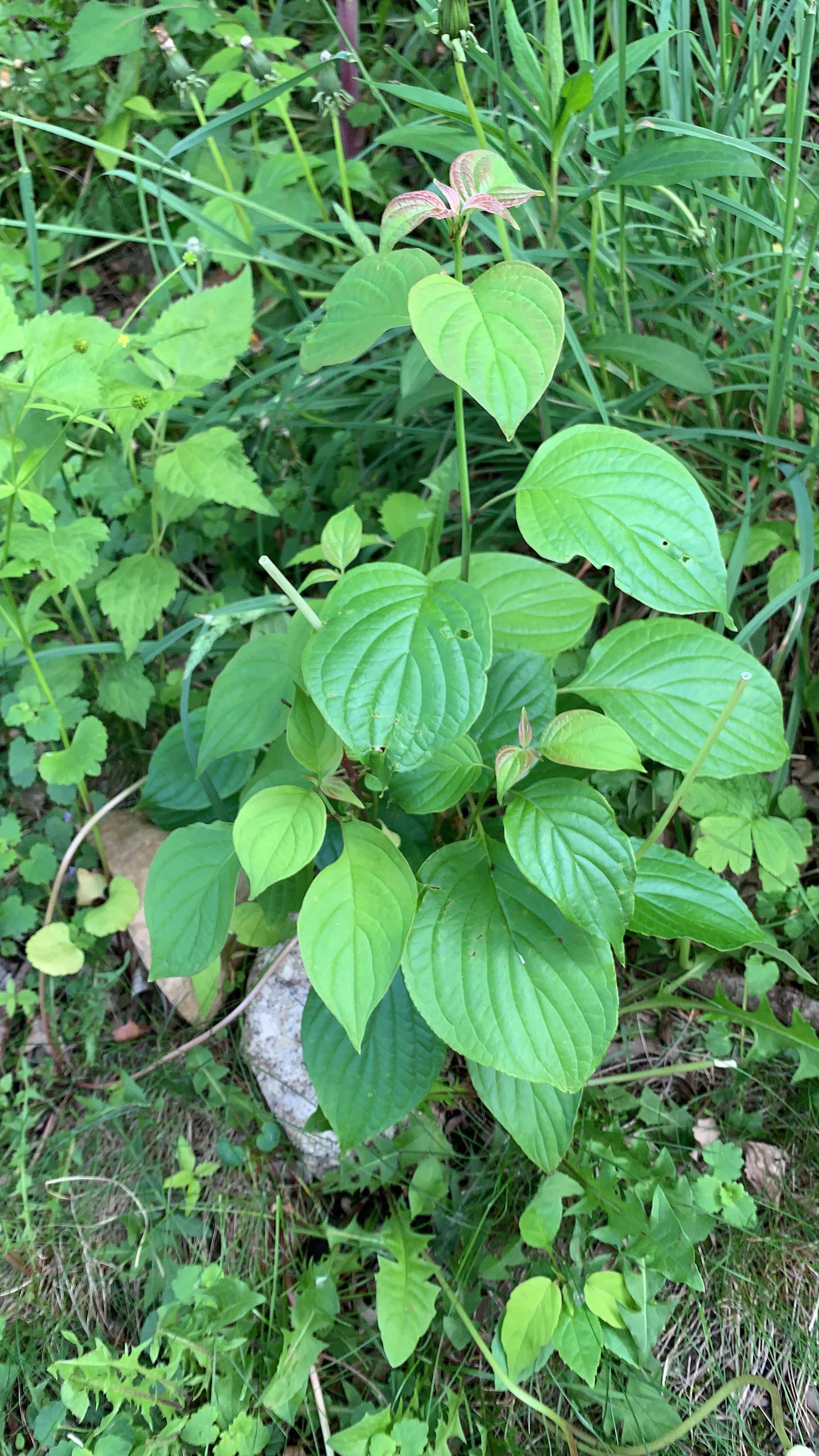 Pagoda Dogwood (Cornus Alternifolia)