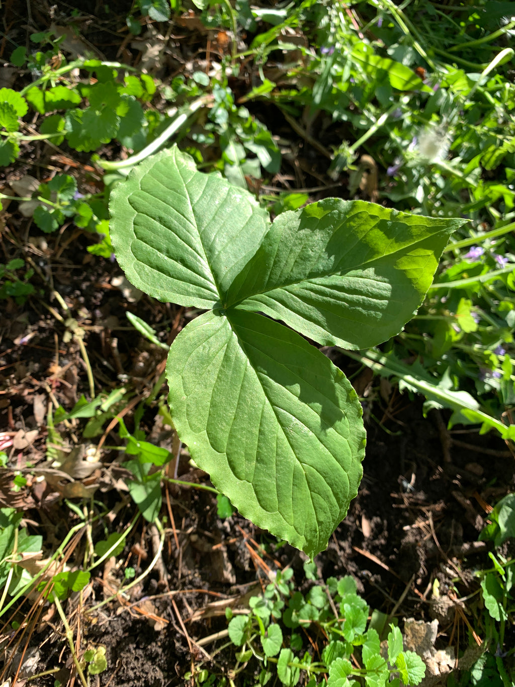 Jack-in-the-Pulpit (Arisaema Triphyllum)