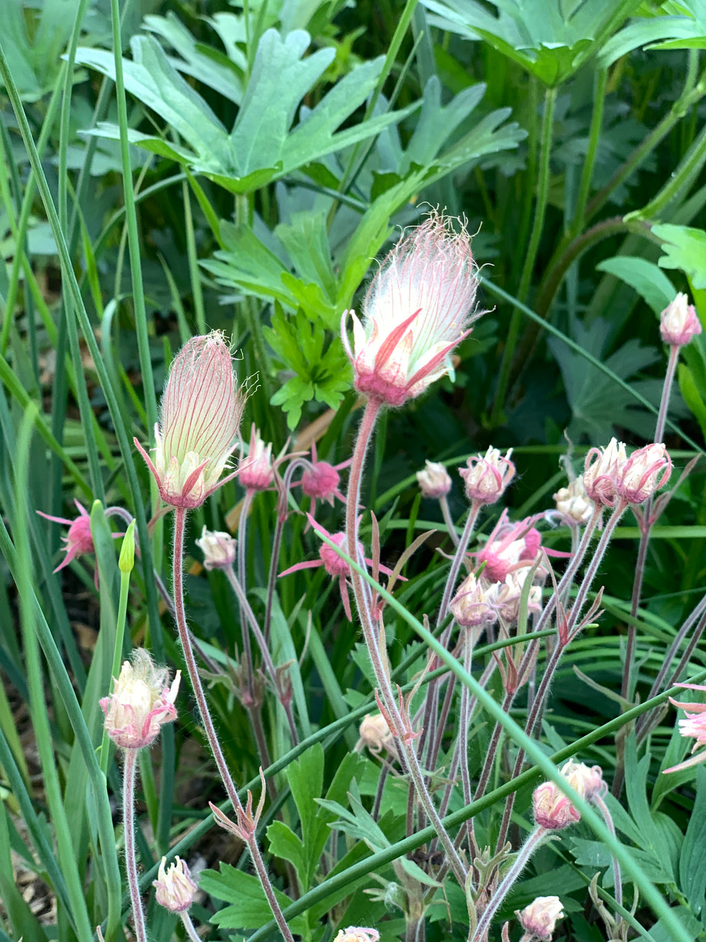 Prairie Smoke (Geum Triflorum)