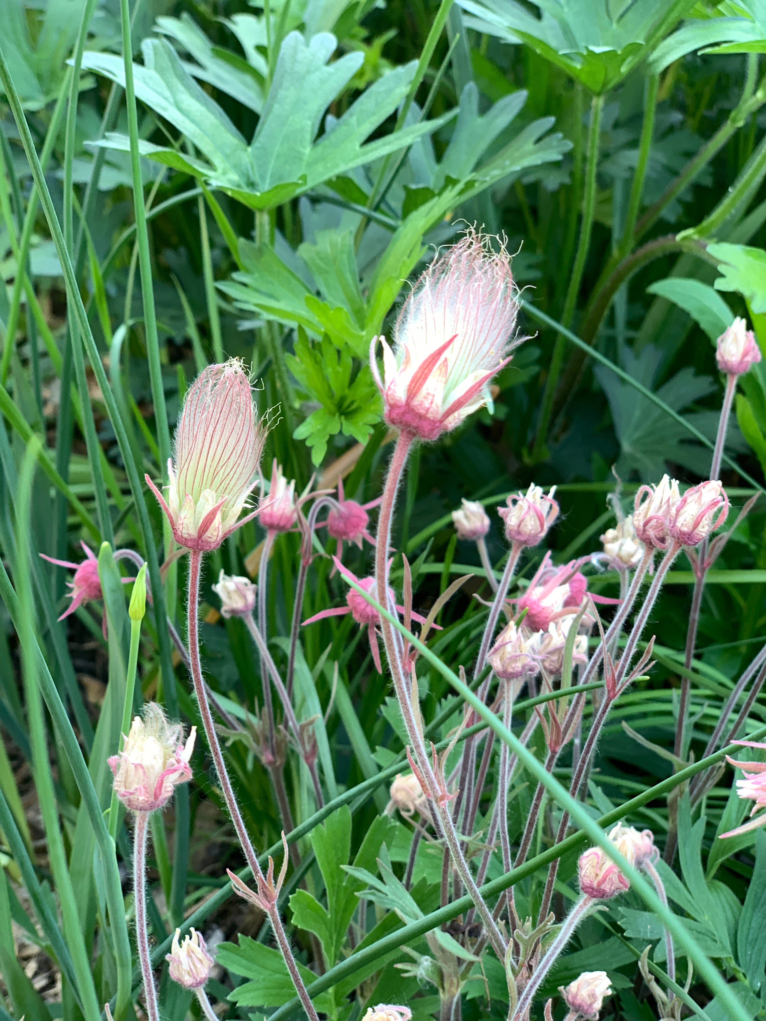 Prairie Smoke (Geum Triflorum)