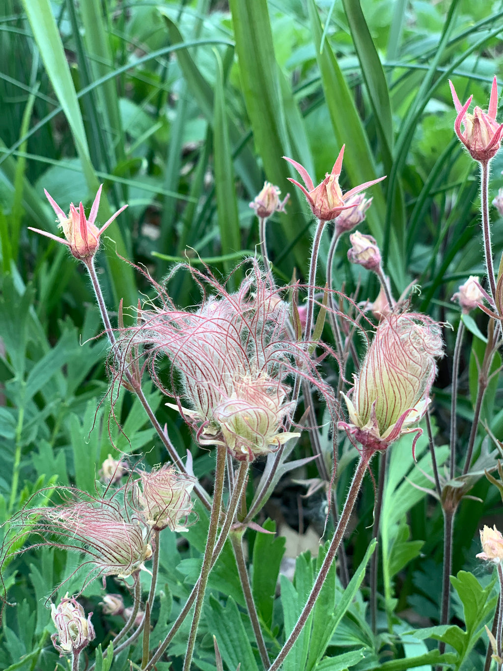 Prairie Smoke (Geum Triflorum)