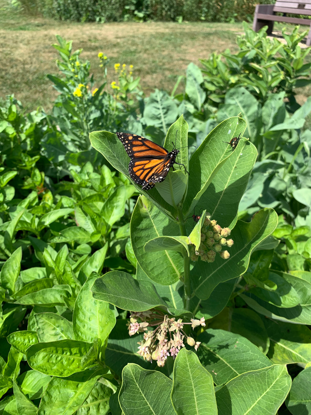 Common Milkweed (Asclepias Syriaca)