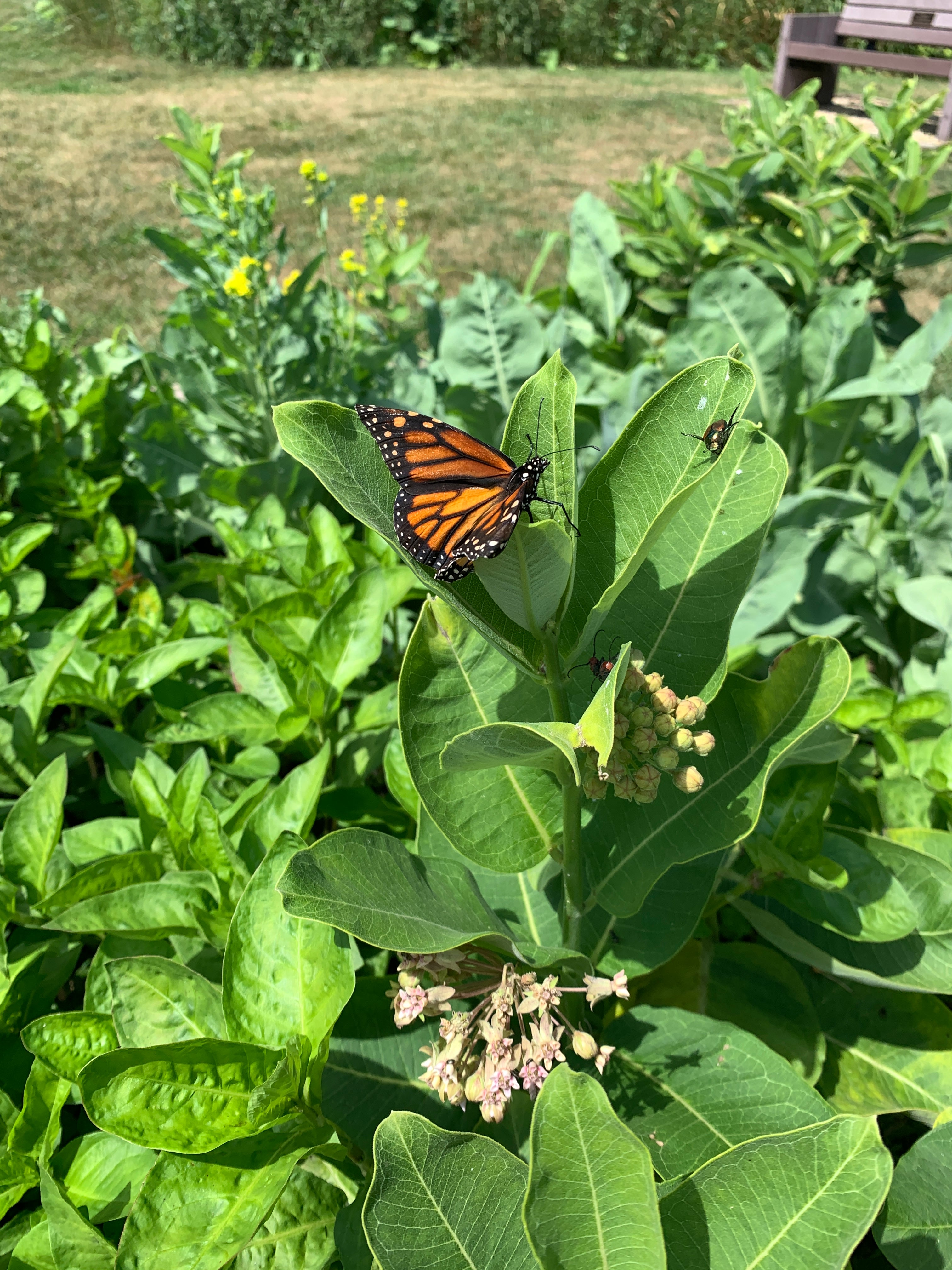 Common Milkweed (Asclepias Syriaca)