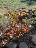 Bush Honeysuckle (Diervilla Lonicera)