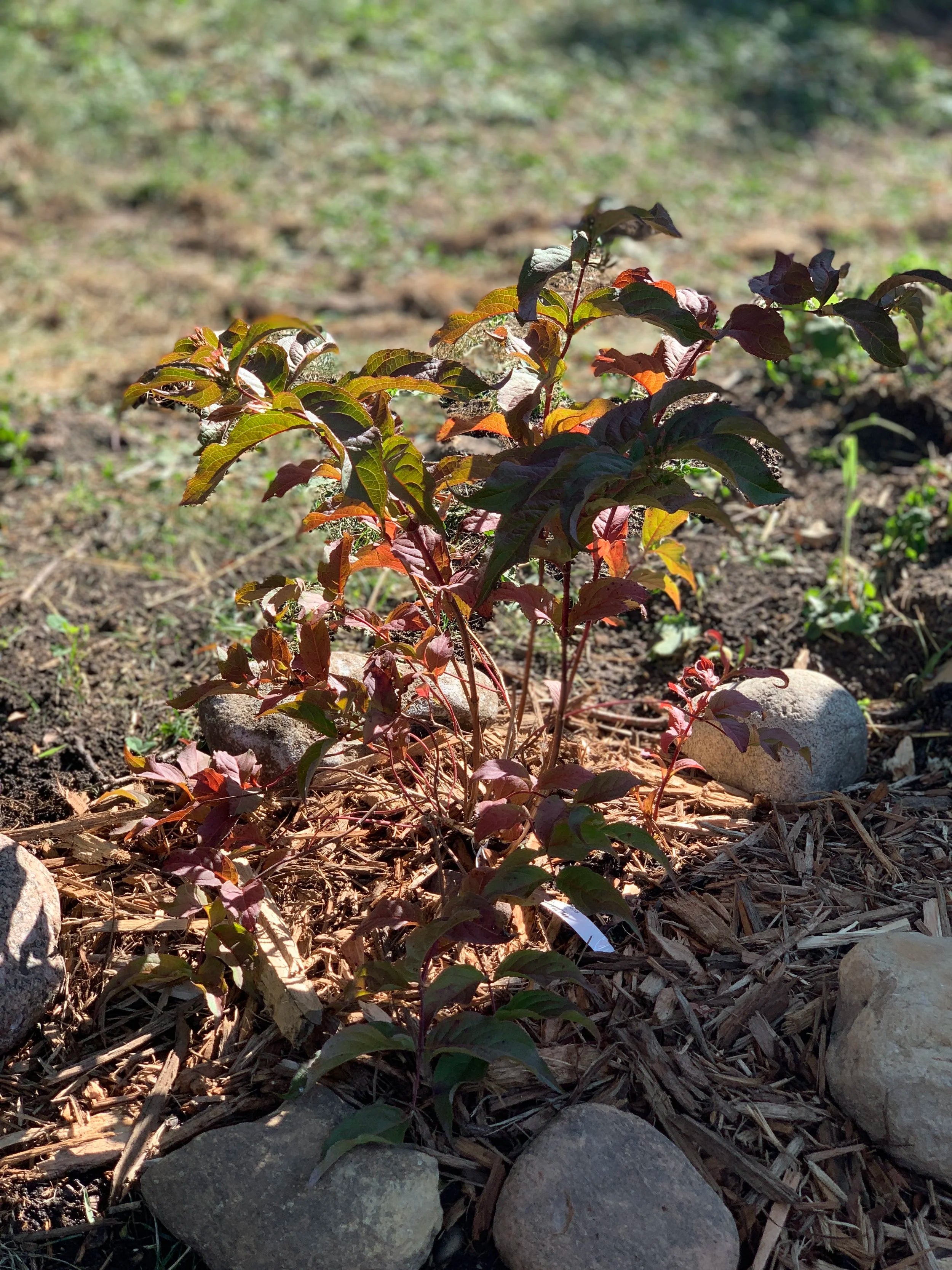 Bush Honeysuckle (Diervilla Lonicera)