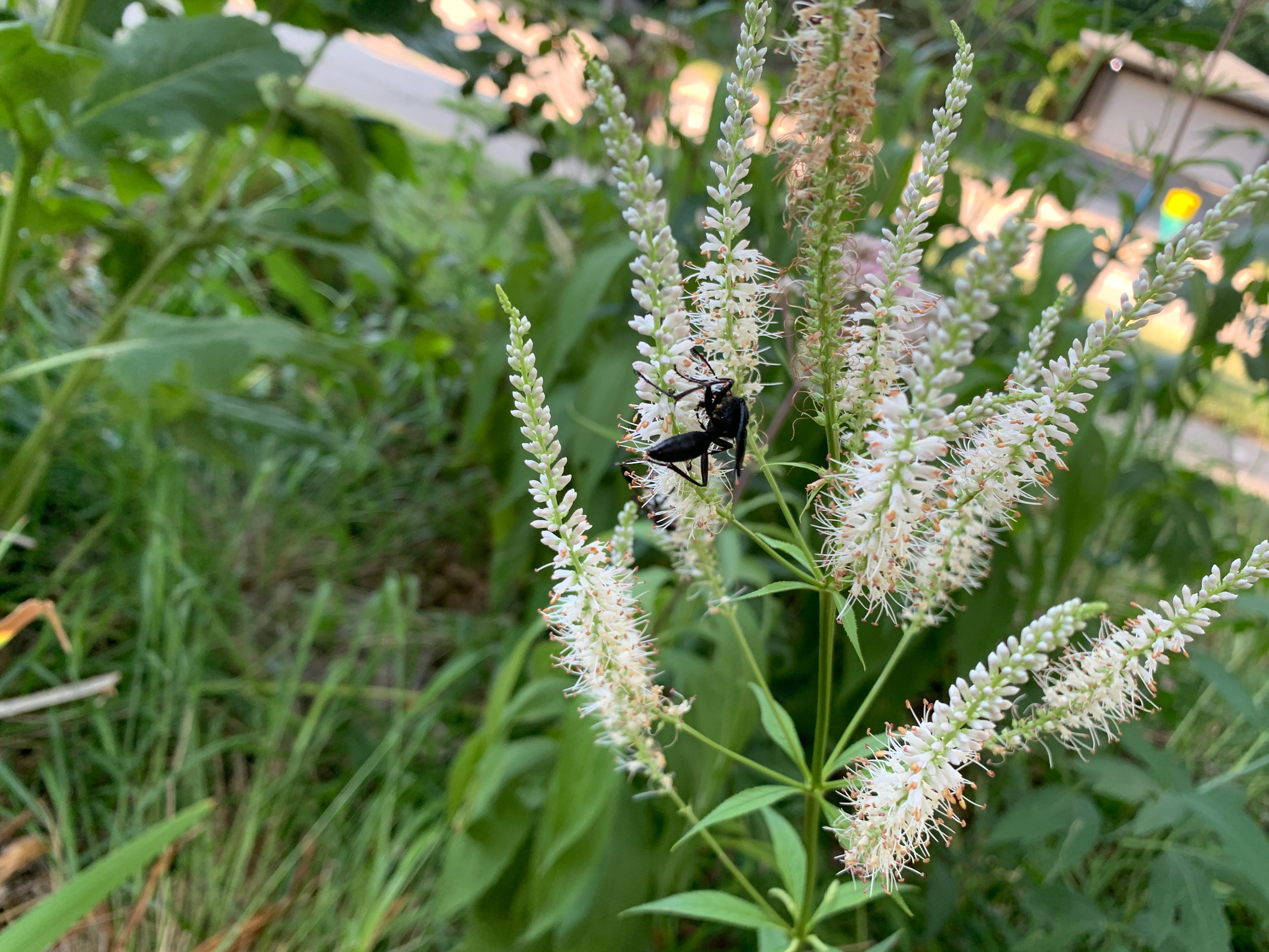 Culver's Root (Veronicastrum Virginicum)