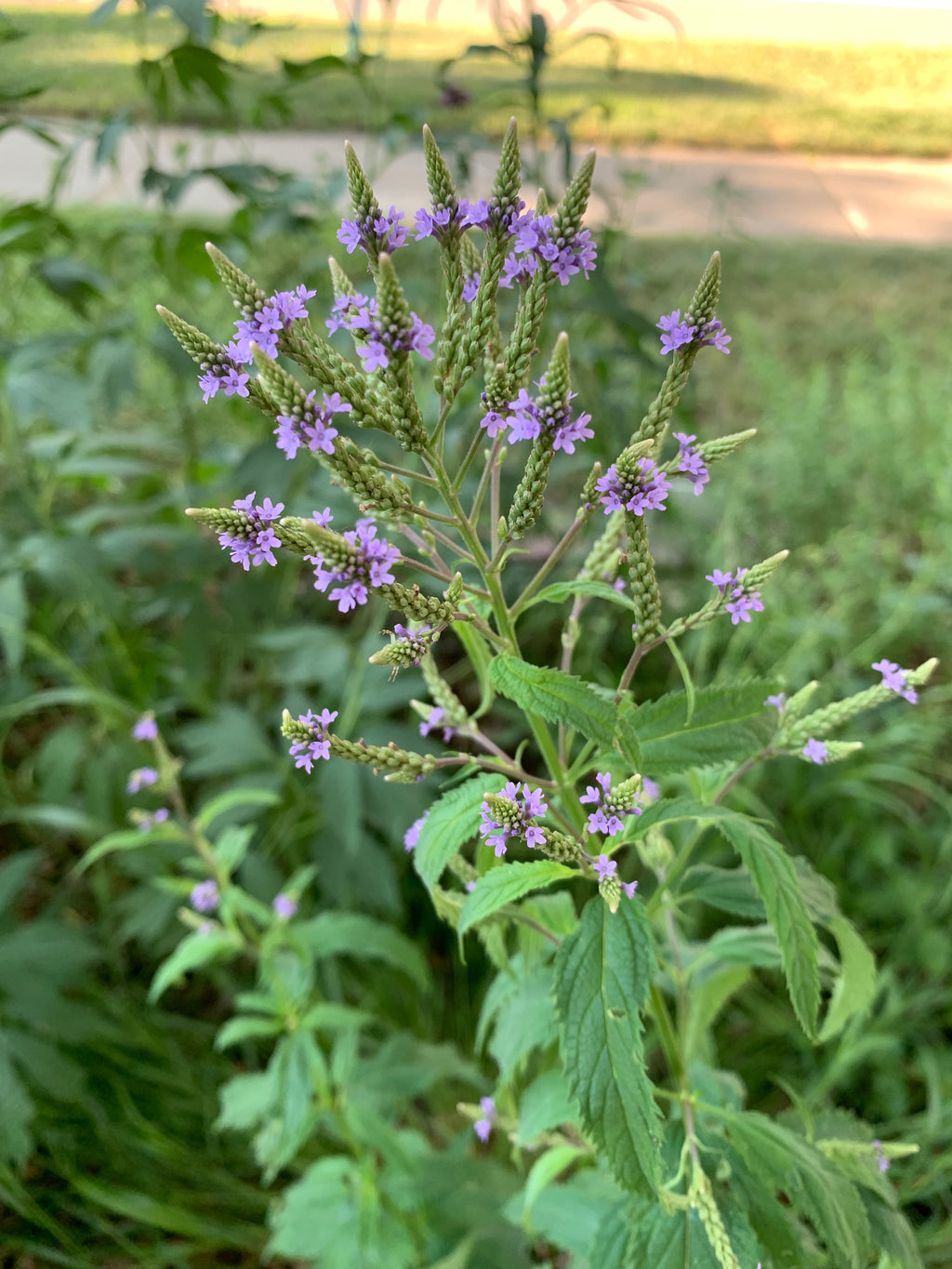 Blue Vervain (Verbena Hastata)