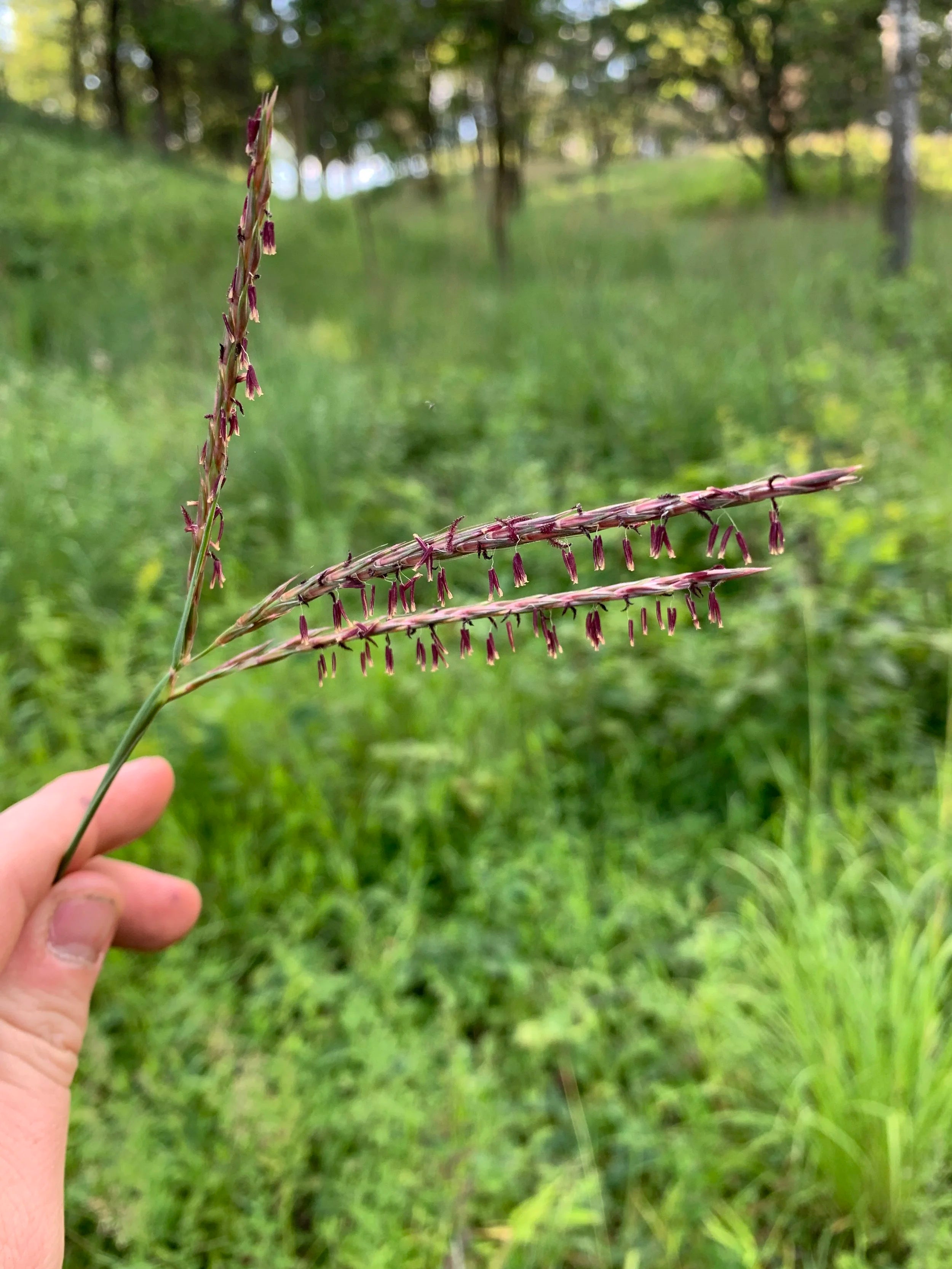 Big Bluestem (Andropogon Gerardii)