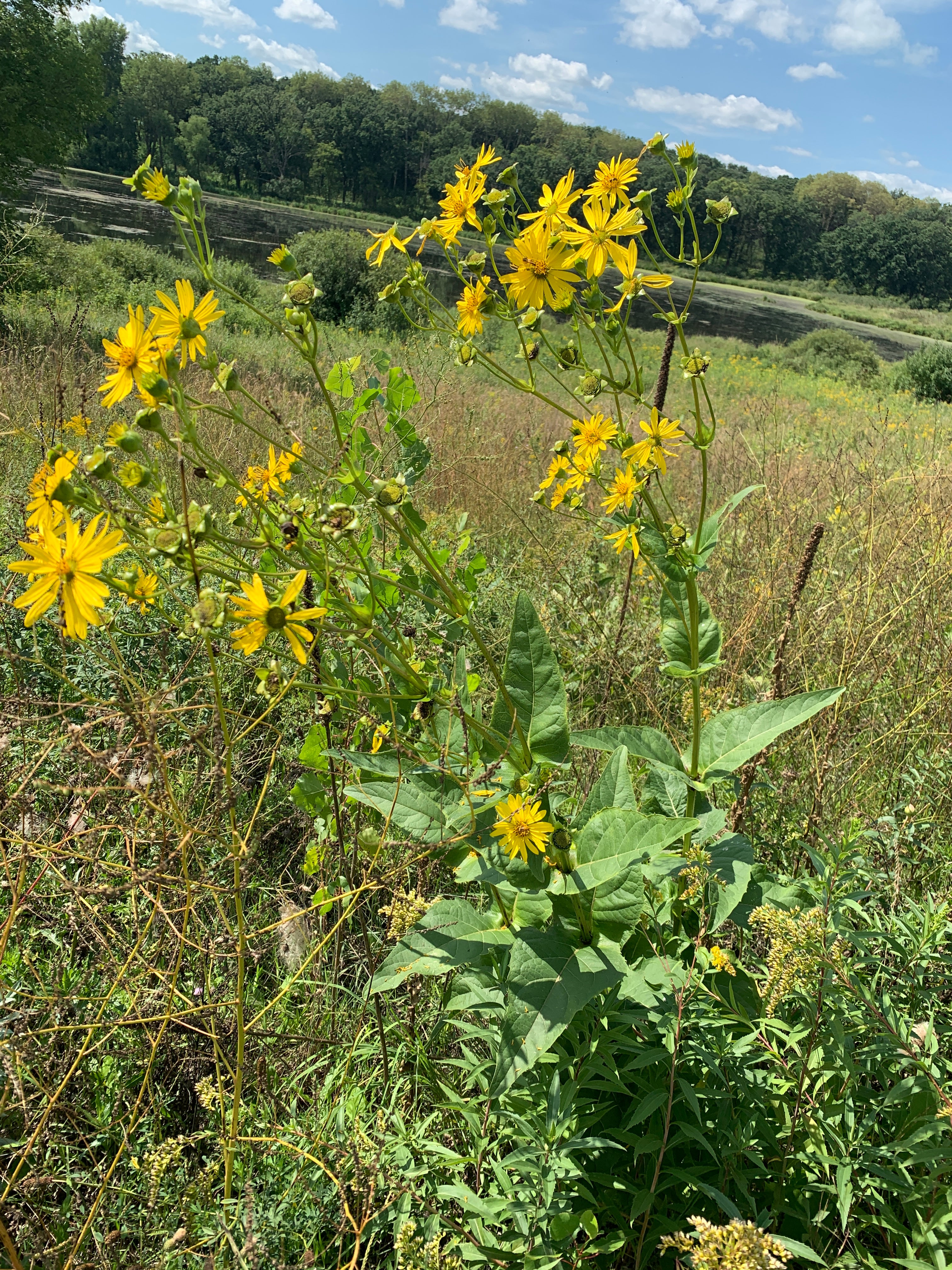 Cup Plant (Silphium Perfoliatum)