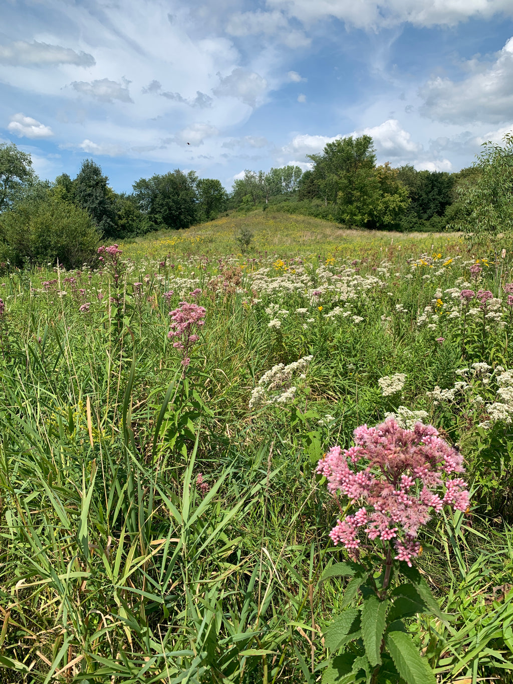 Spotted Joe Pye Weed (Eutrochium maculatum)