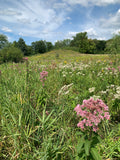 Spotted Joe Pye Weed (Eutrochium maculatum)