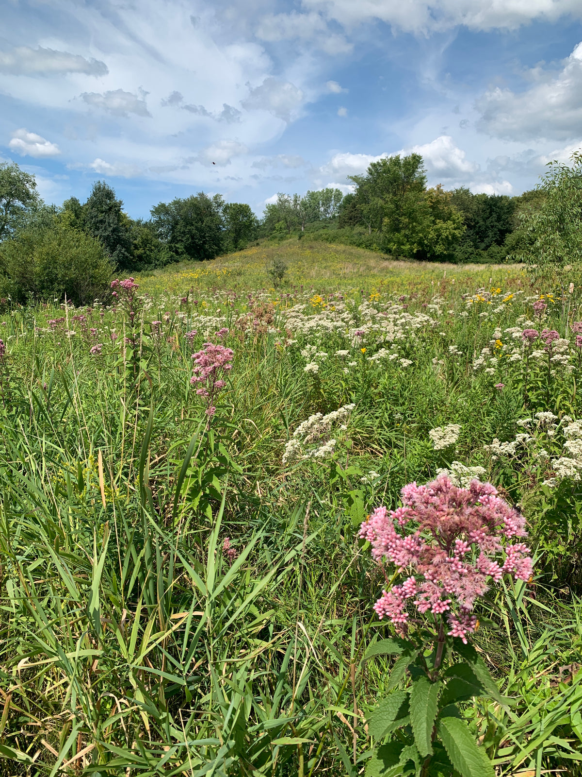 Spotted Joe Pye Weed (Eutrochium maculatum)